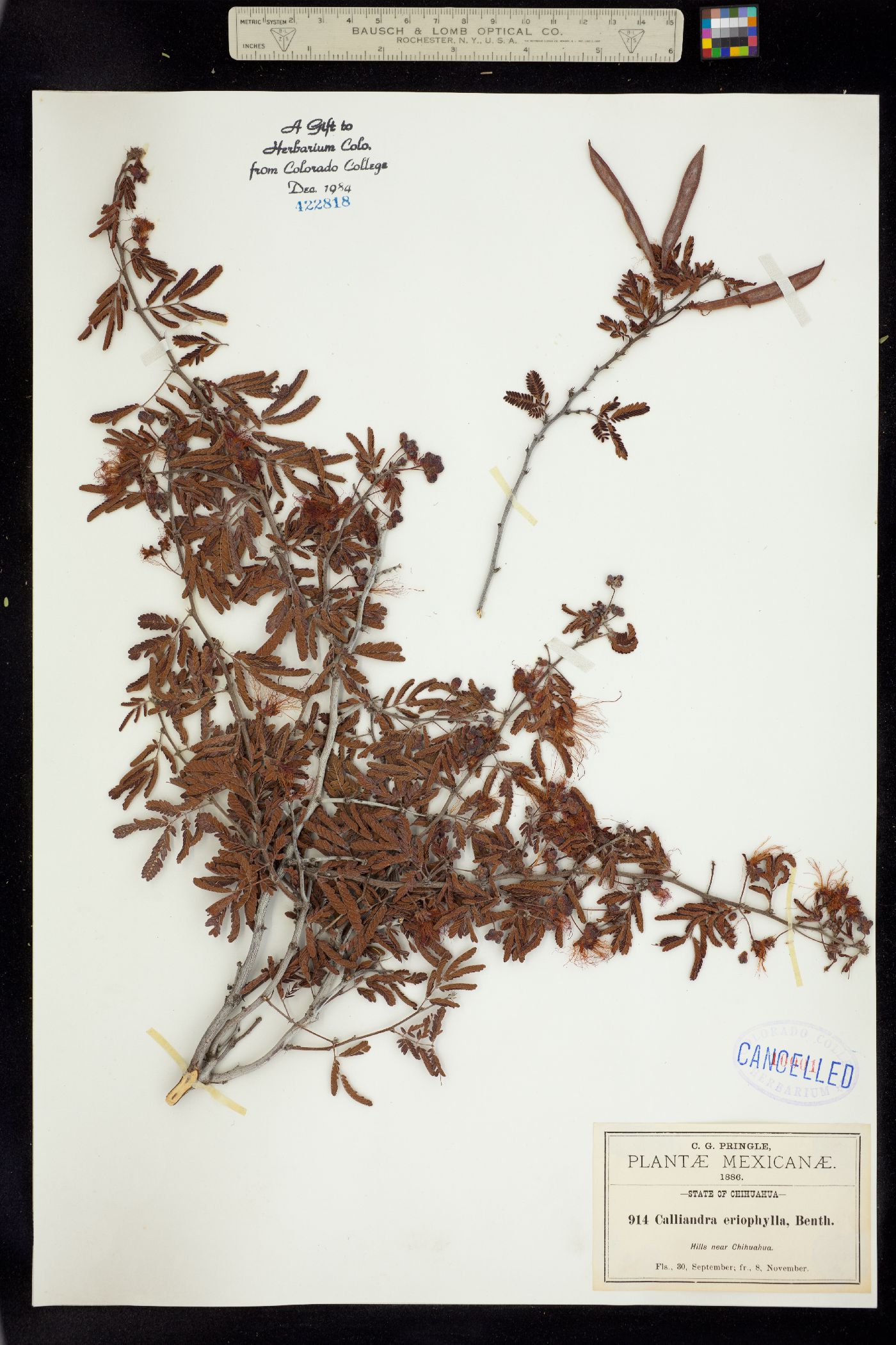 Calliandra eriophylla image