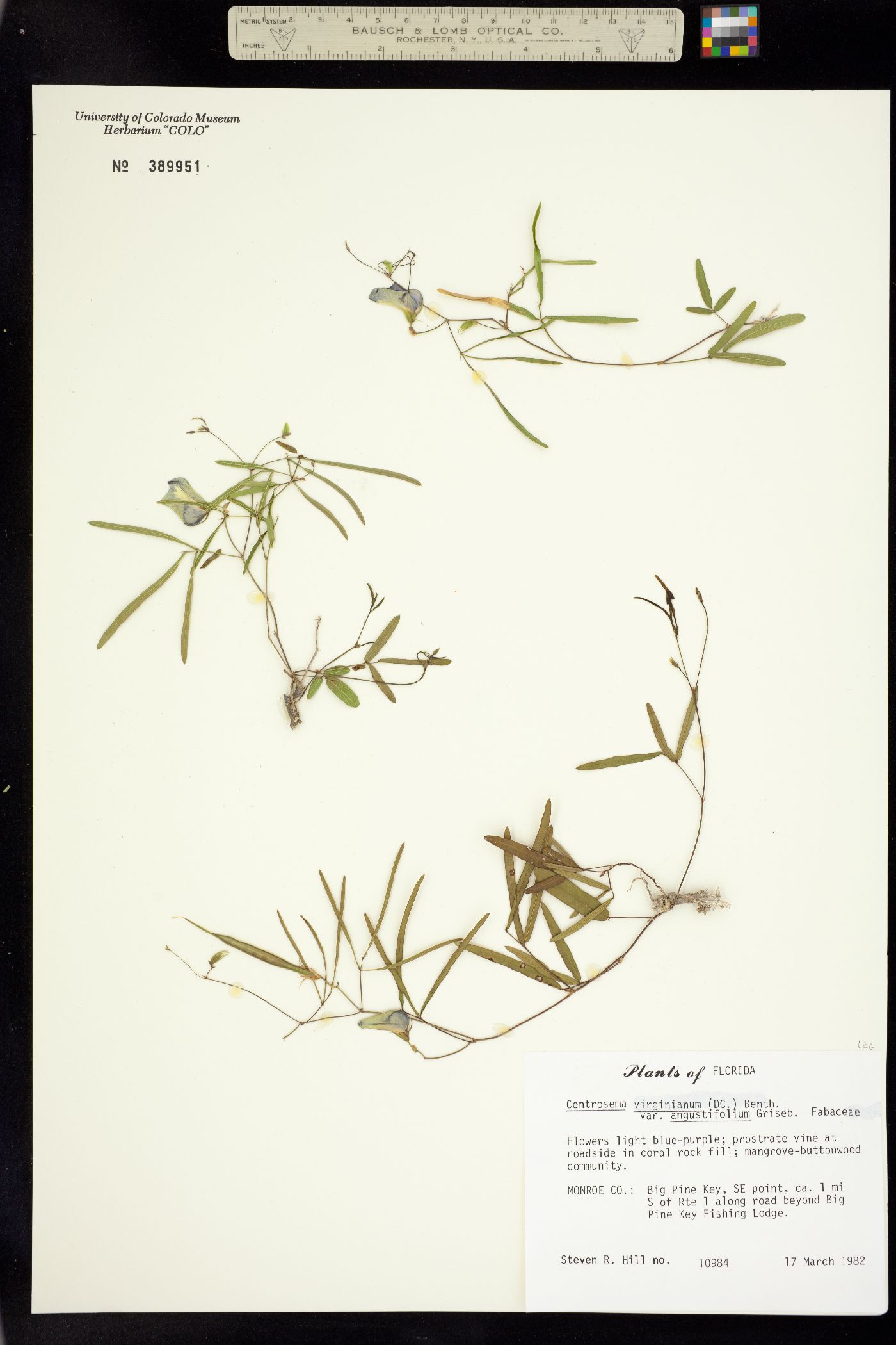 Centrosema virginianum image