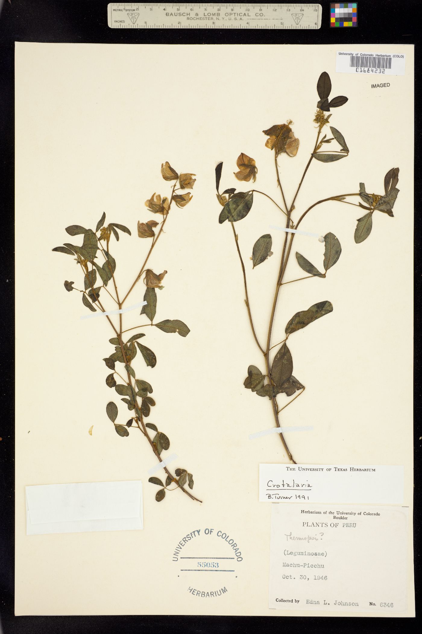 Crotalaria image