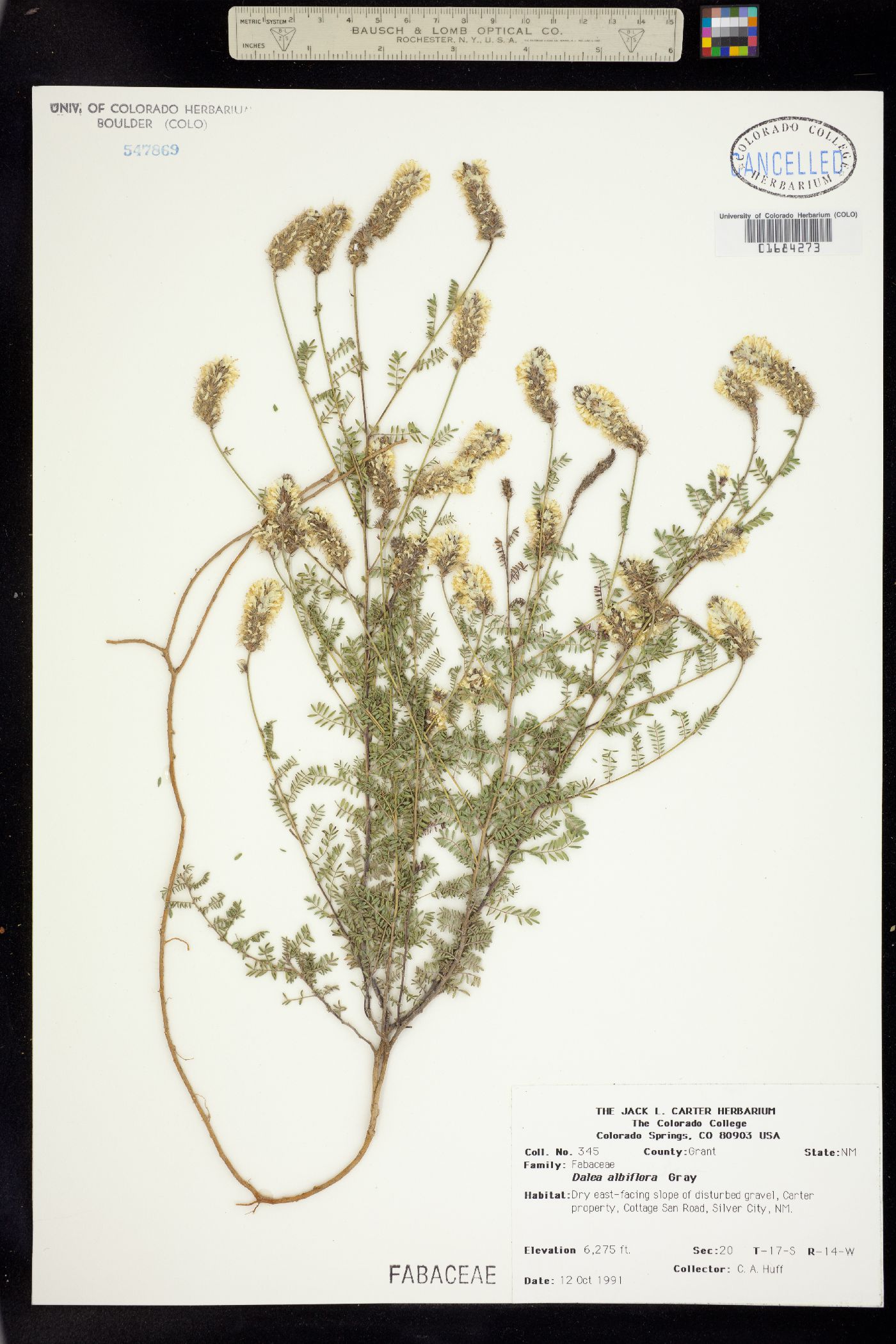 Dalea albiflora image