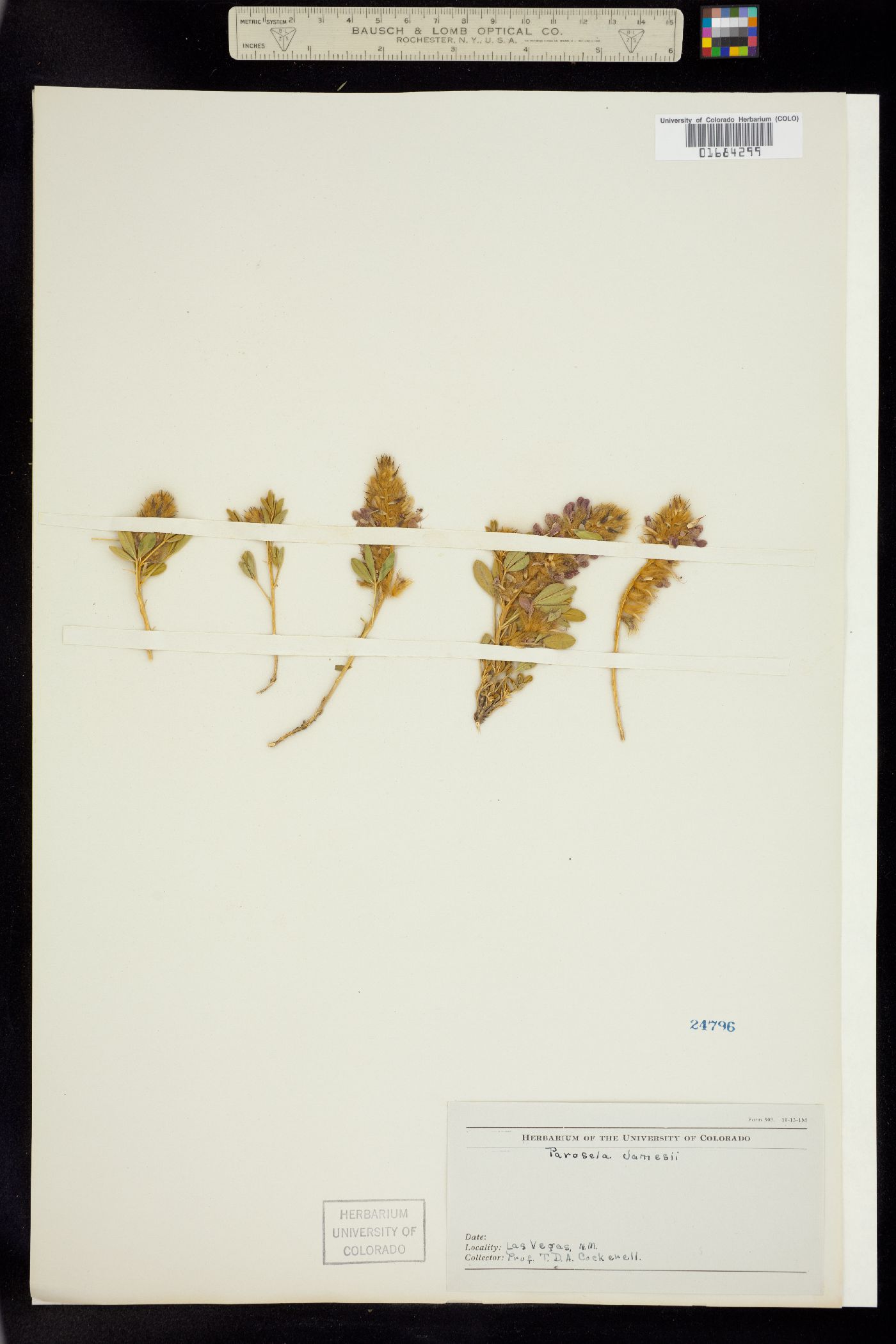 Dalea jamesii image