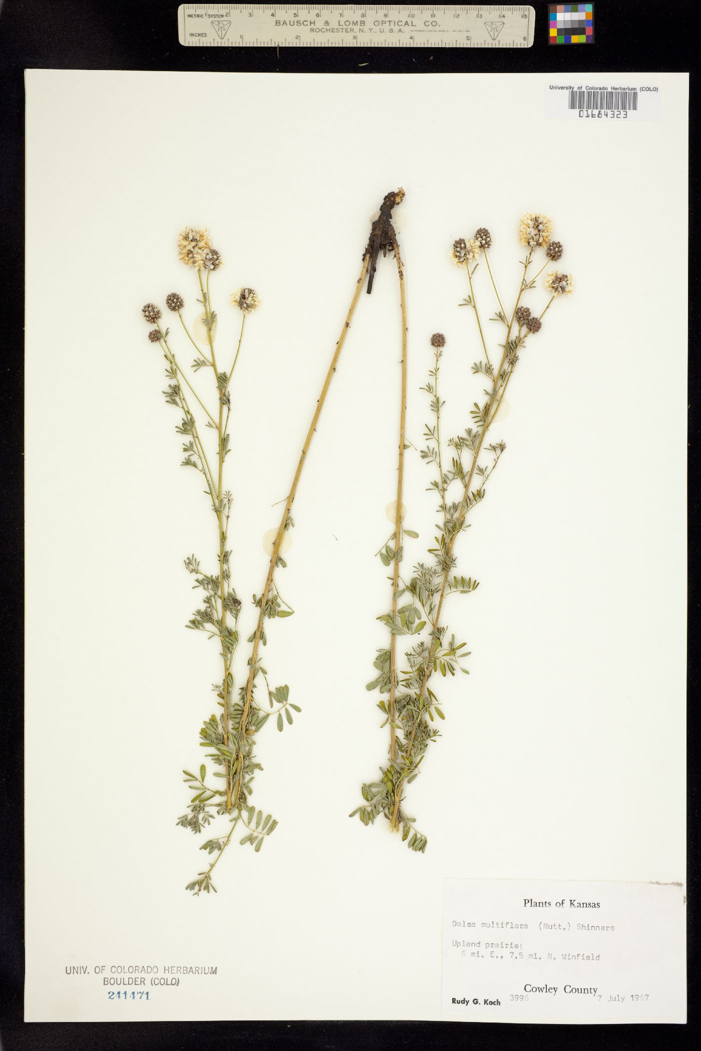 Dalea multiflora image