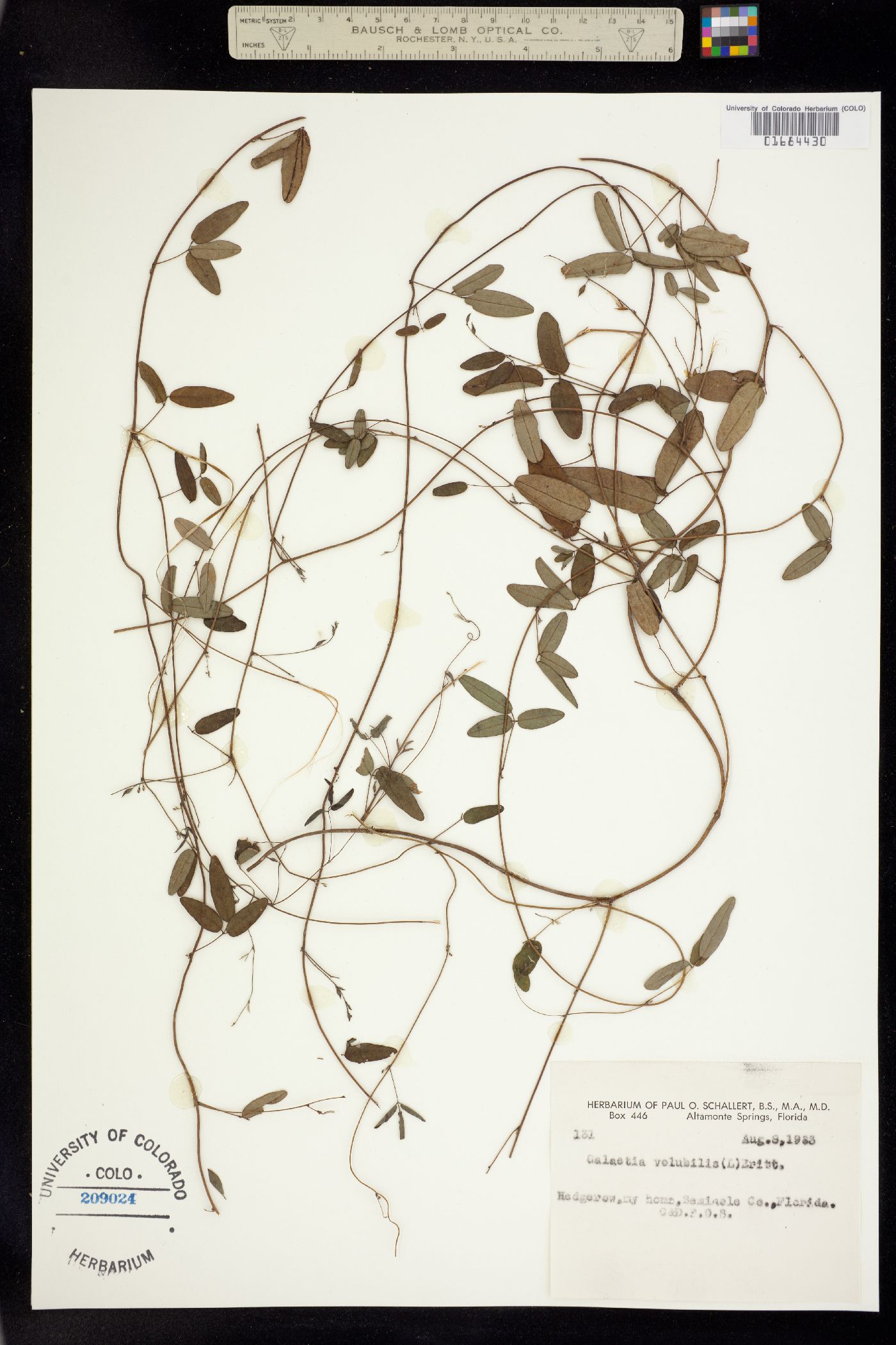Galactia volubilis image