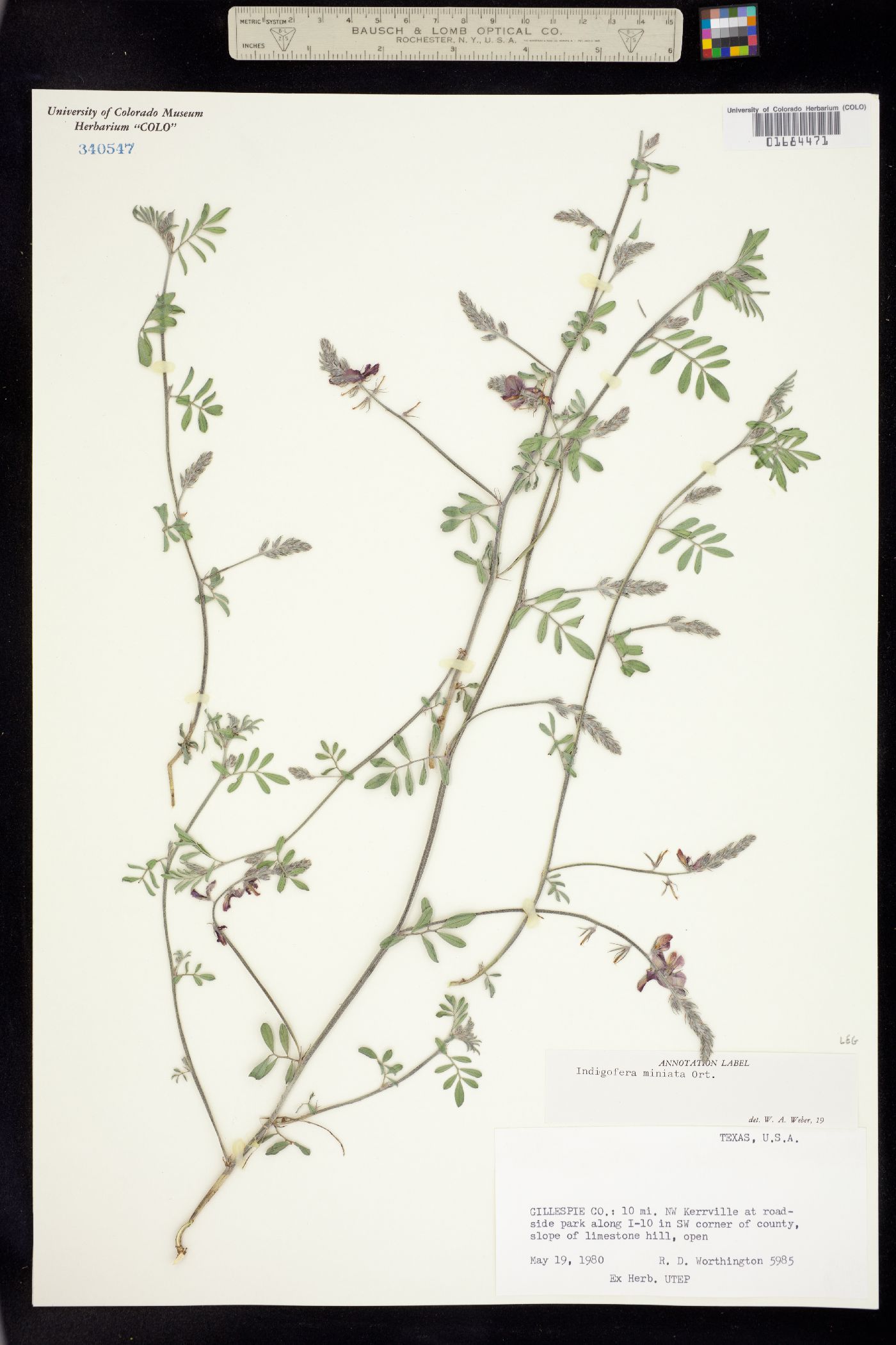 Indigofera miniata image