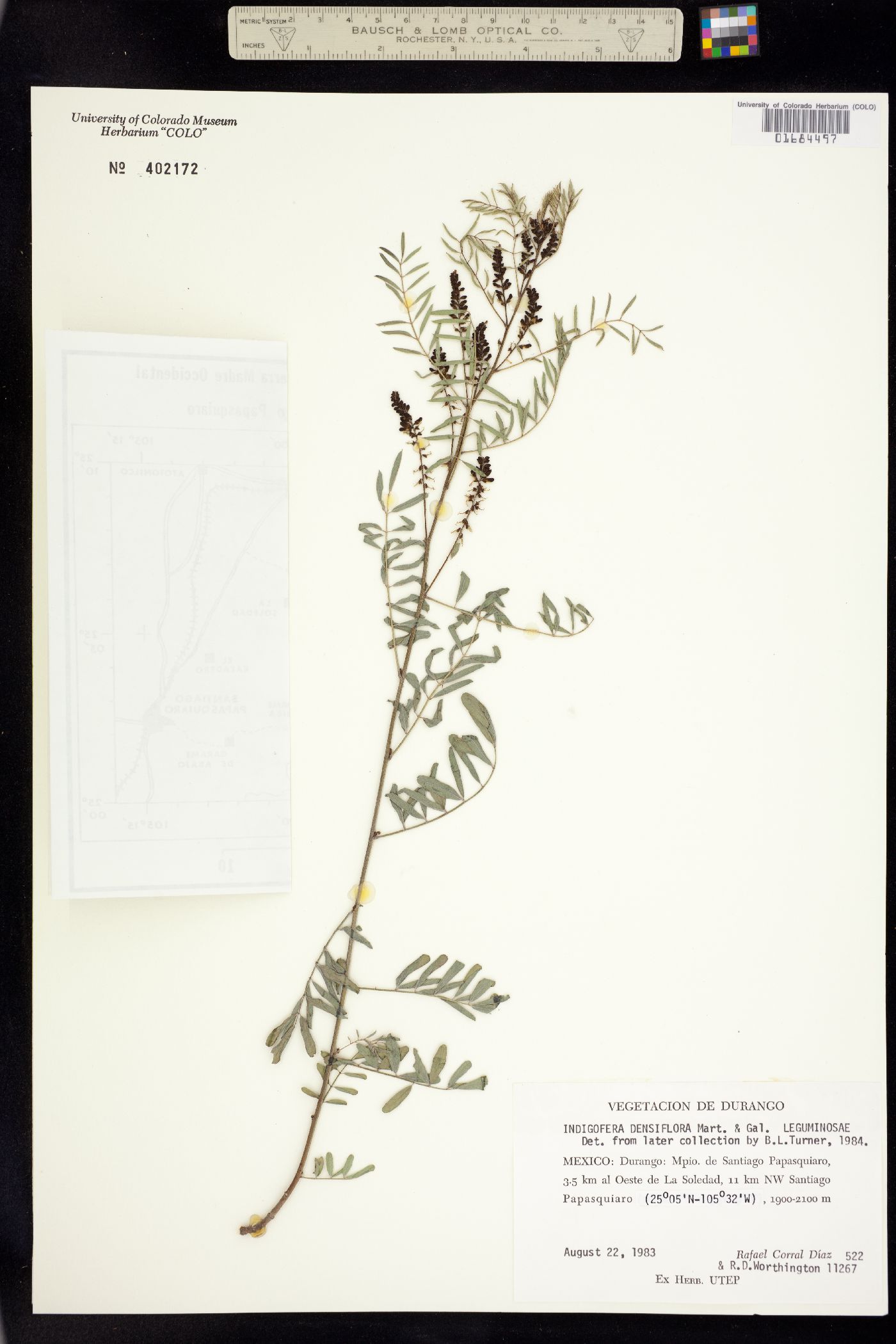 Indigofera densiflora image