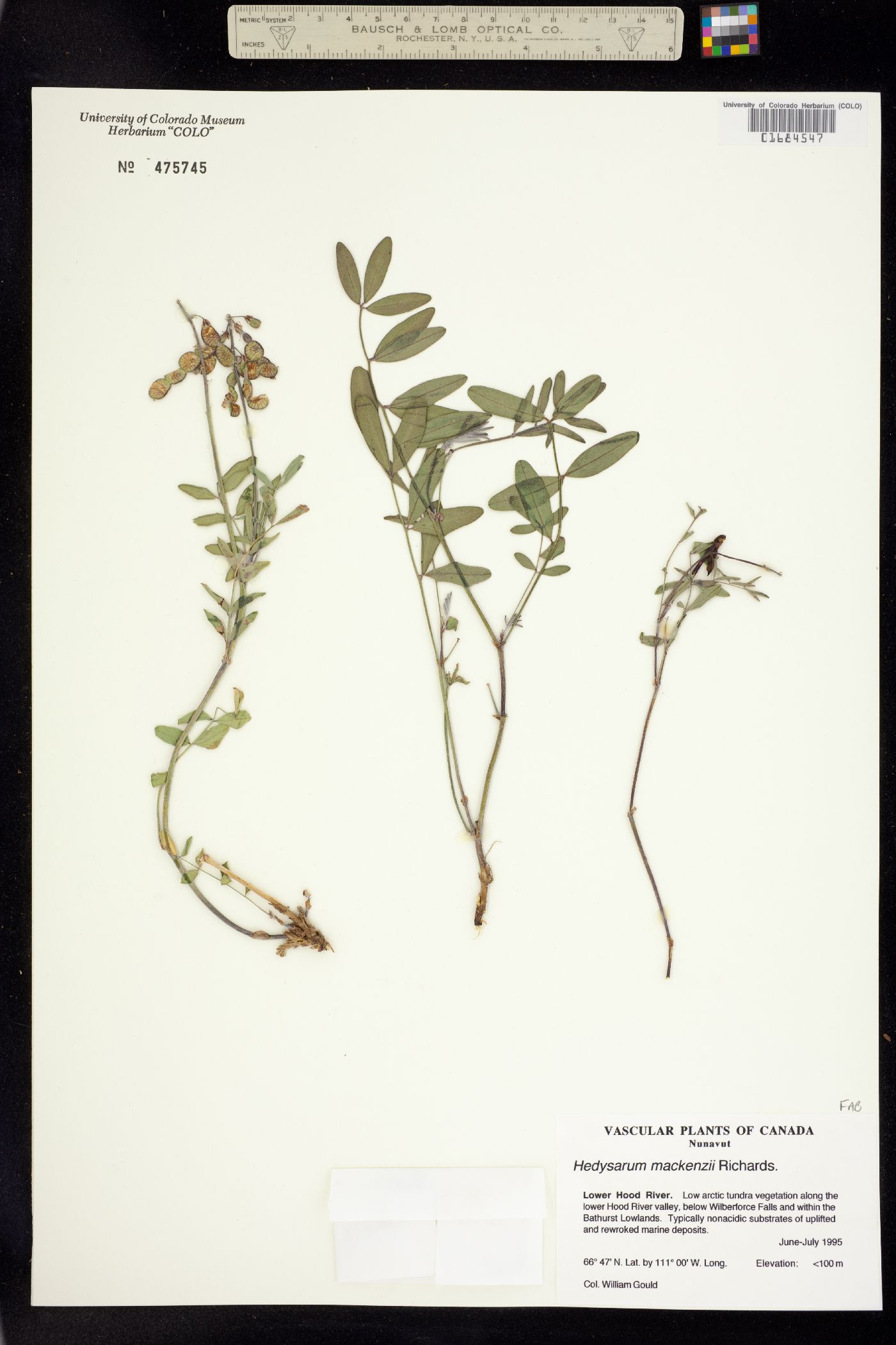 Hedysarum boreale ssp. mackenziei image