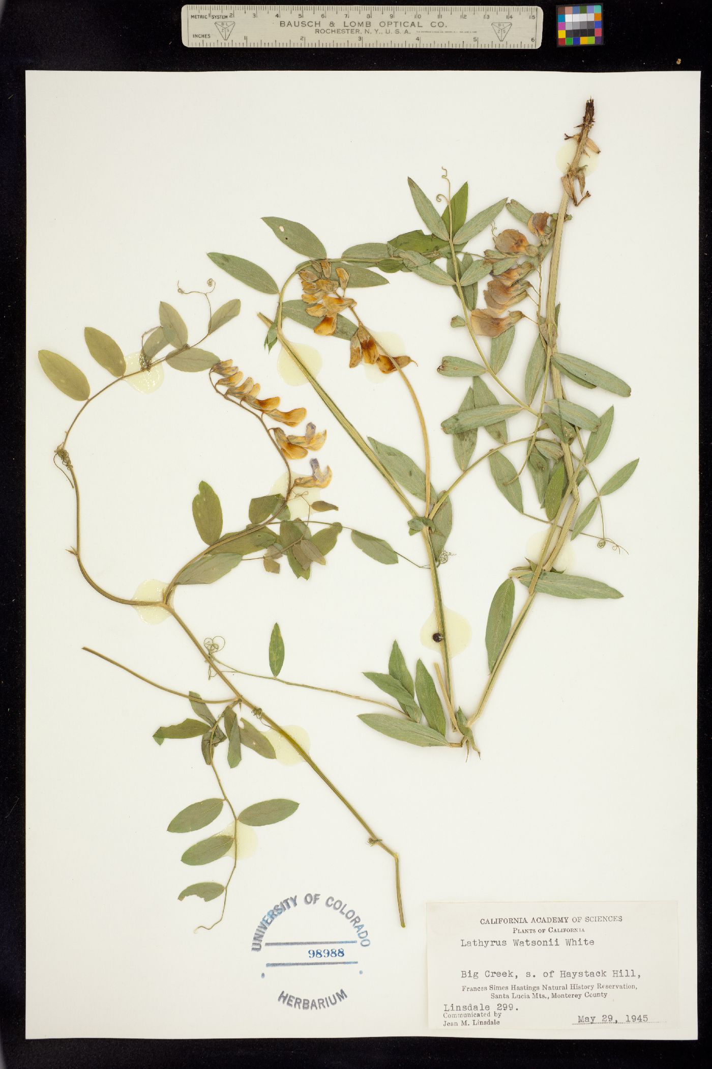 Lathyrus vestitus image