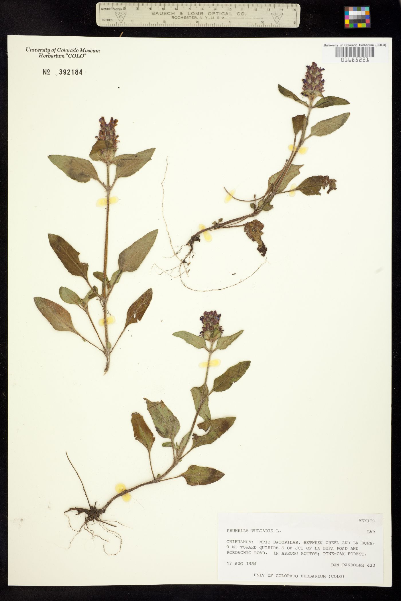Prunella vulgaris image