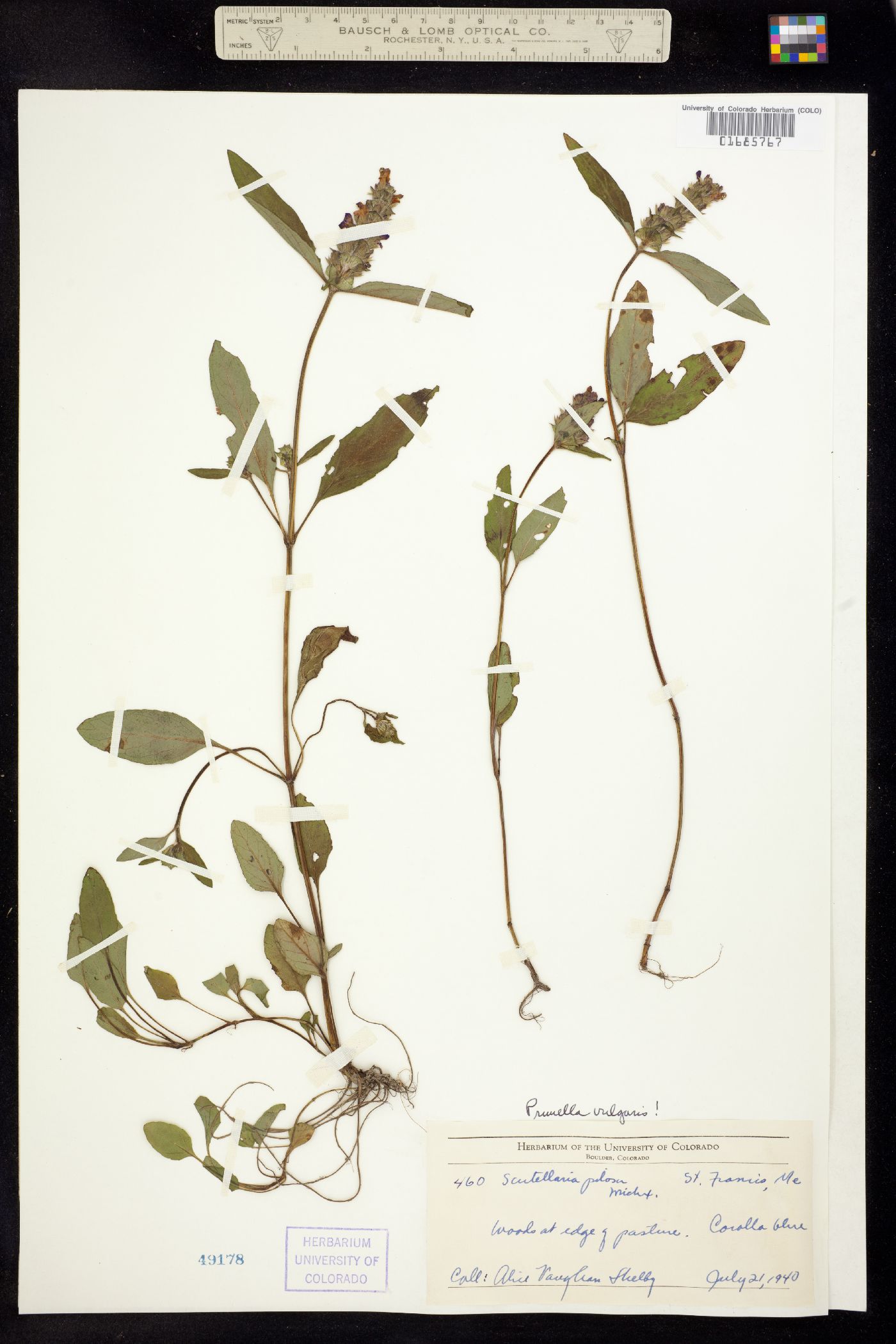 Lamiaceae image