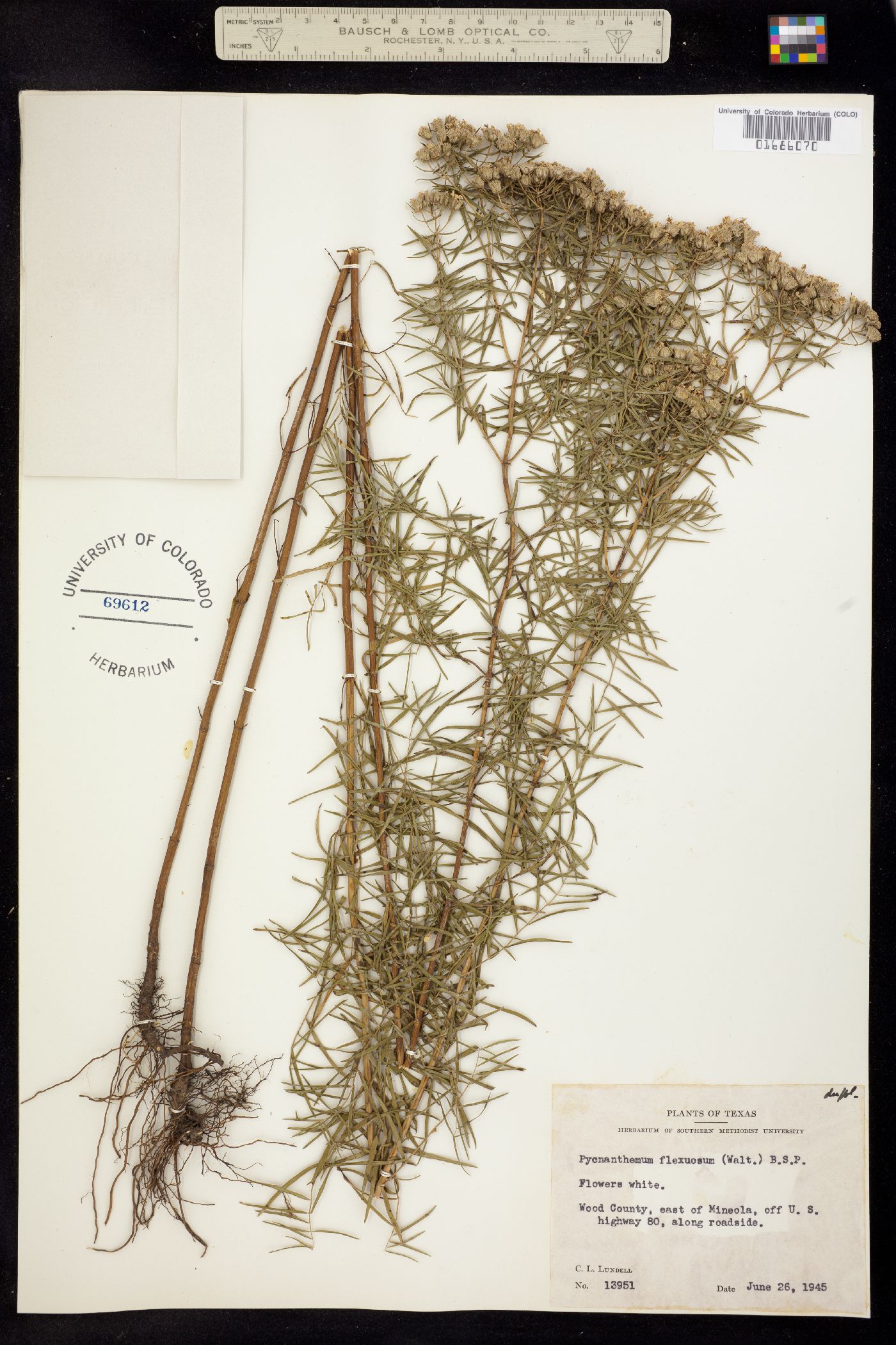 Pycnanthemum flexuosum image