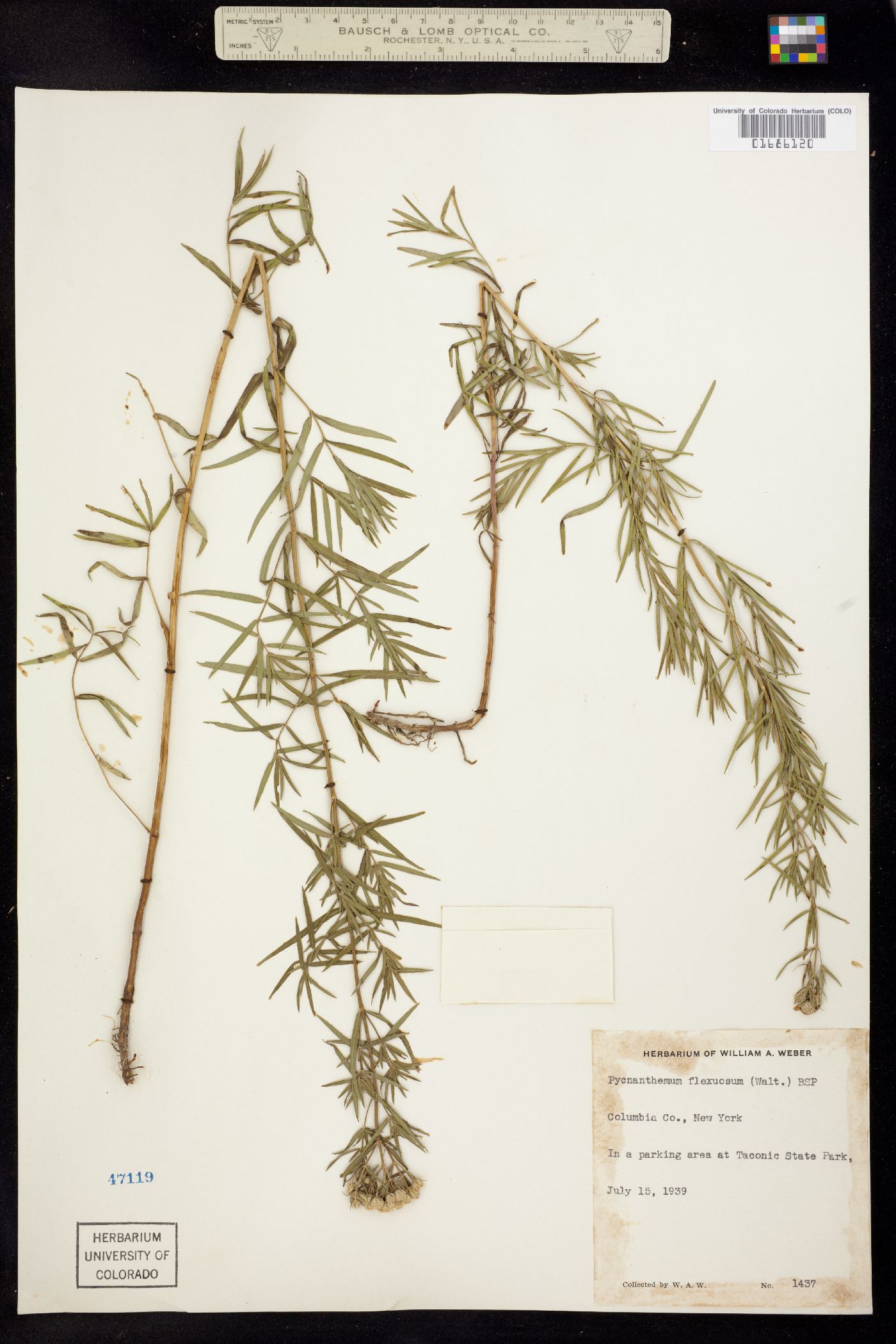 Pycnanthemum flexuosum image