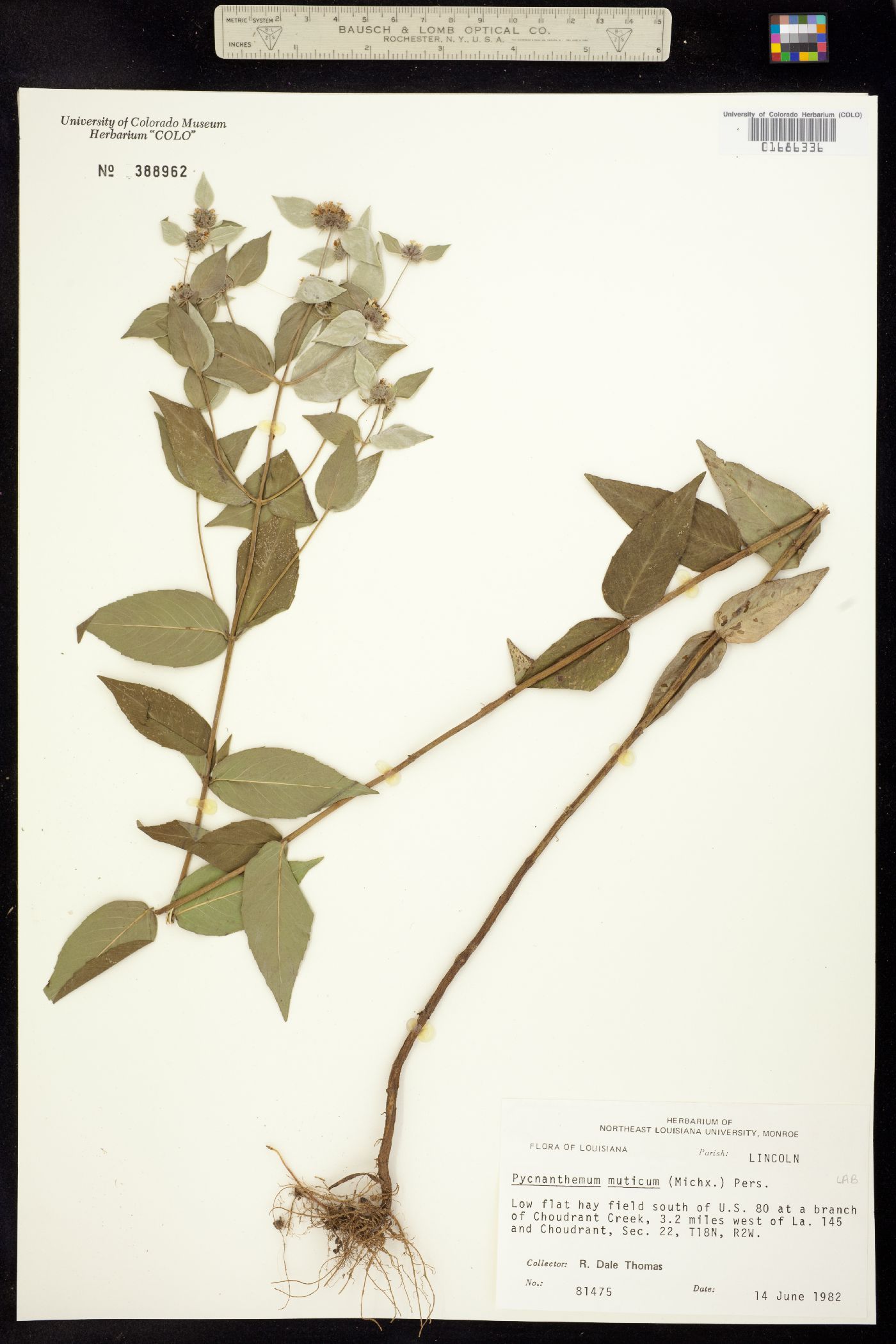 Pycnanthemum muticum image