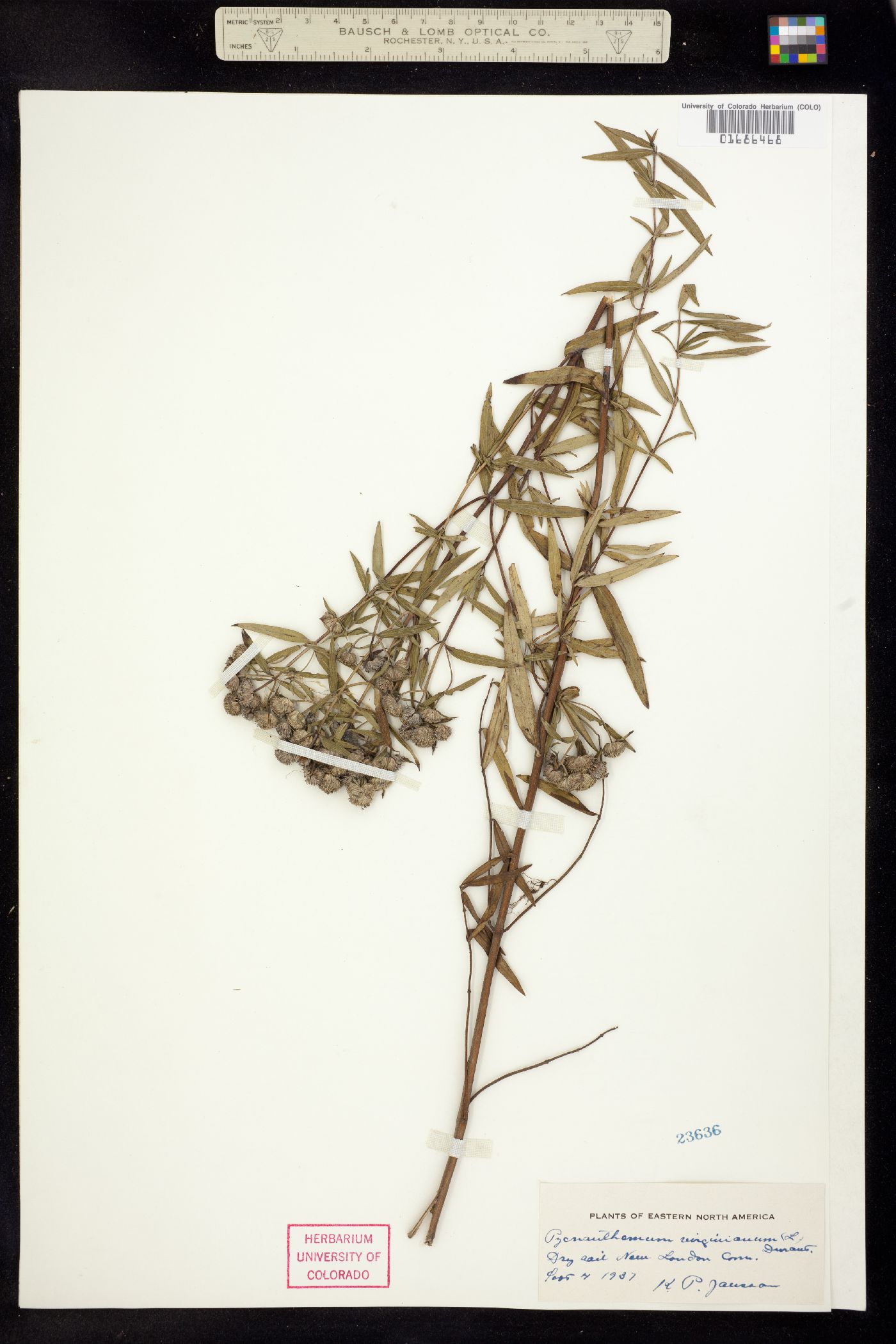 Pycnanthemum virginianum image