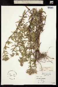 Image of Pycnanthemum pilosum