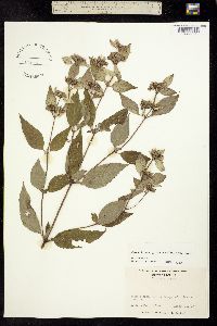 Image of Pycnanthemum pycnanthemoides
