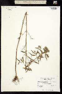 Image of Pycnanthemum verticillatum