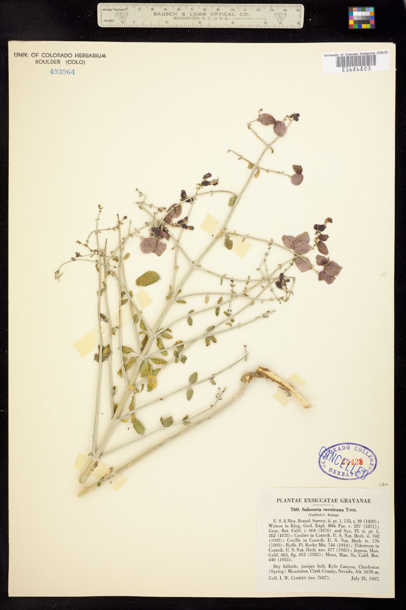 Lamiaceae image