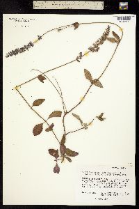 Salvia agnes image
