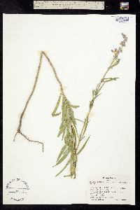 Image of Salvia azurea