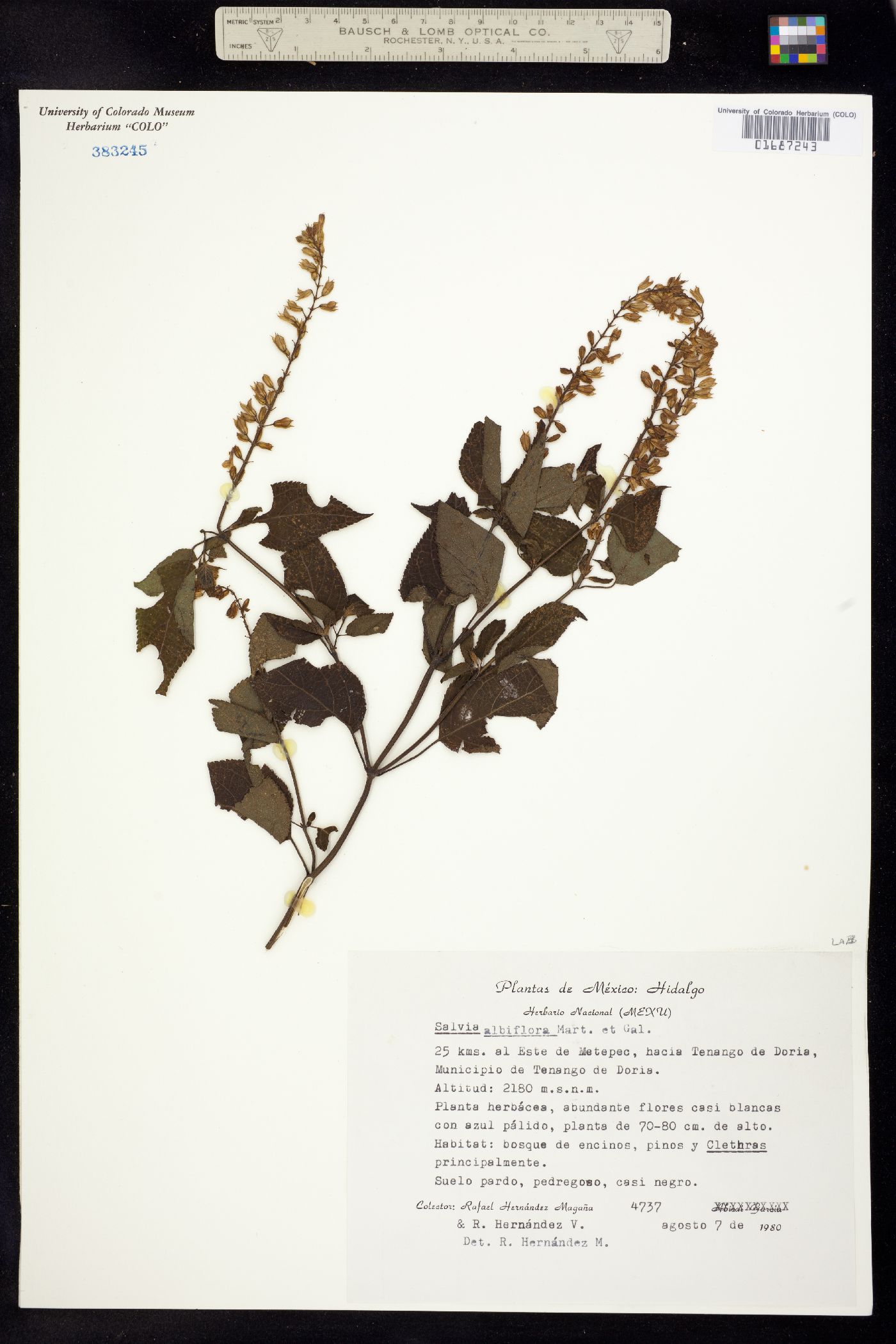 Salvia albiflora image