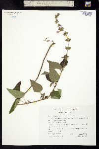 Salvia amarissima image