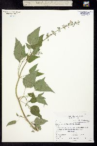 Image of Salvia amissa