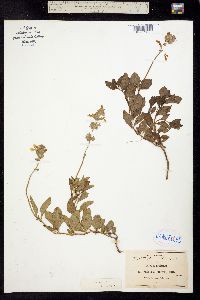 Salvia assurgens image