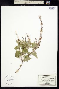 Salvia brachyodonta image