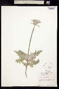 Image of Salvia carduacea