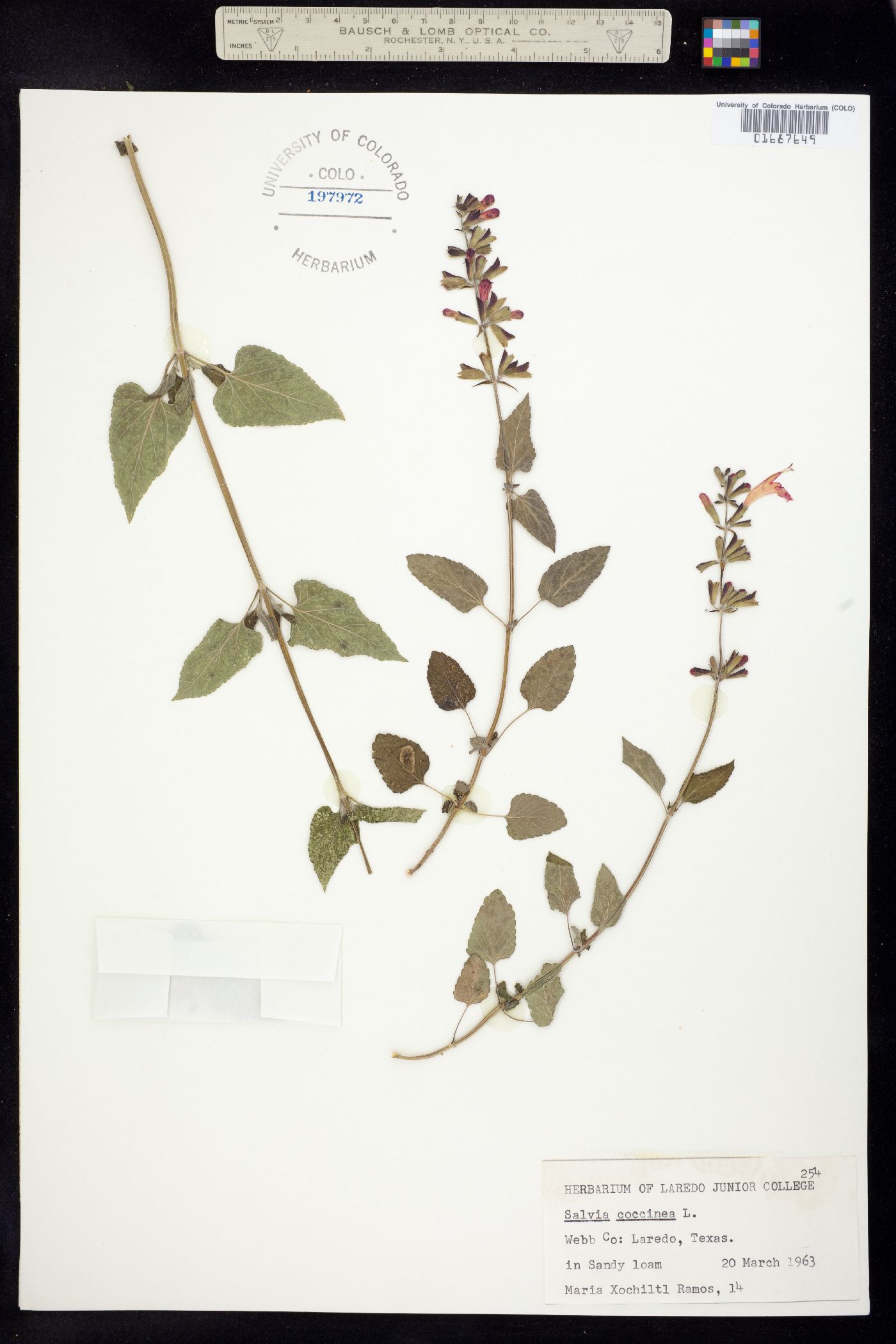 Salvia coccinea image