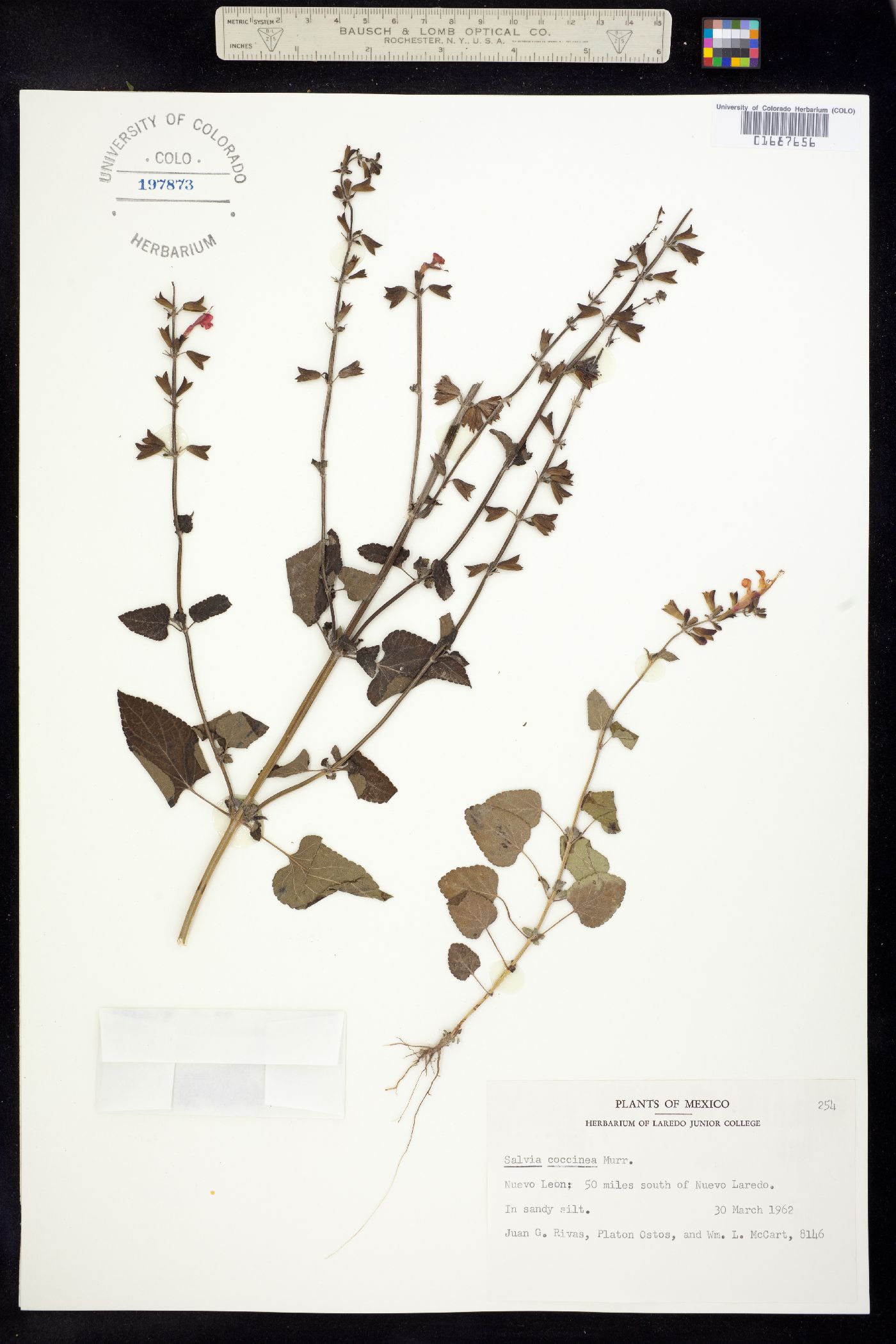 Salvia coccinea image