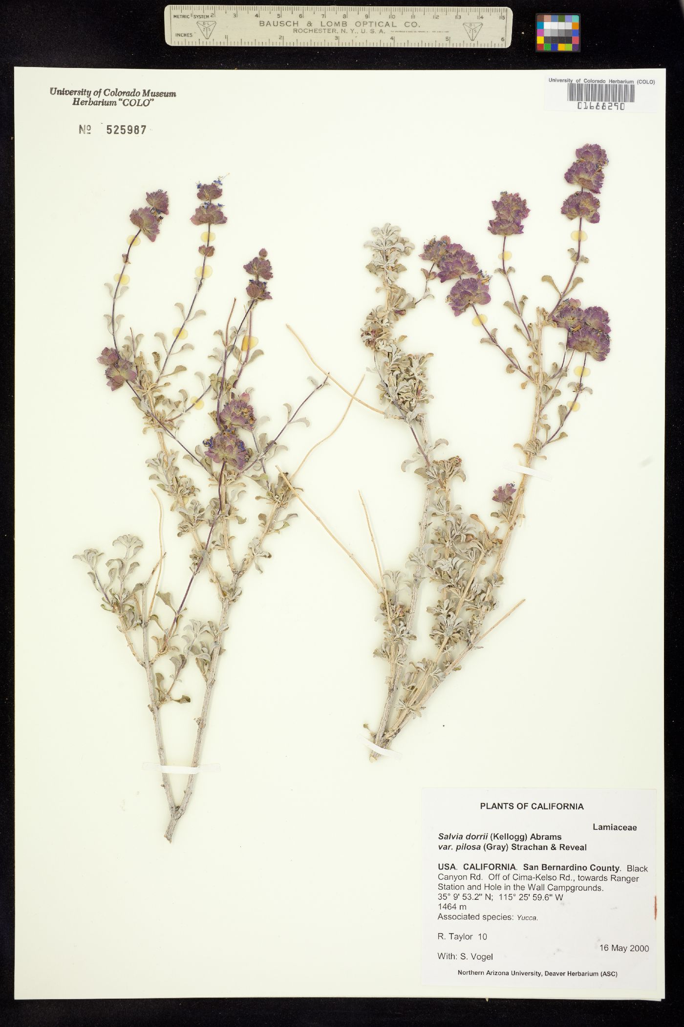 Salvia dorrii image