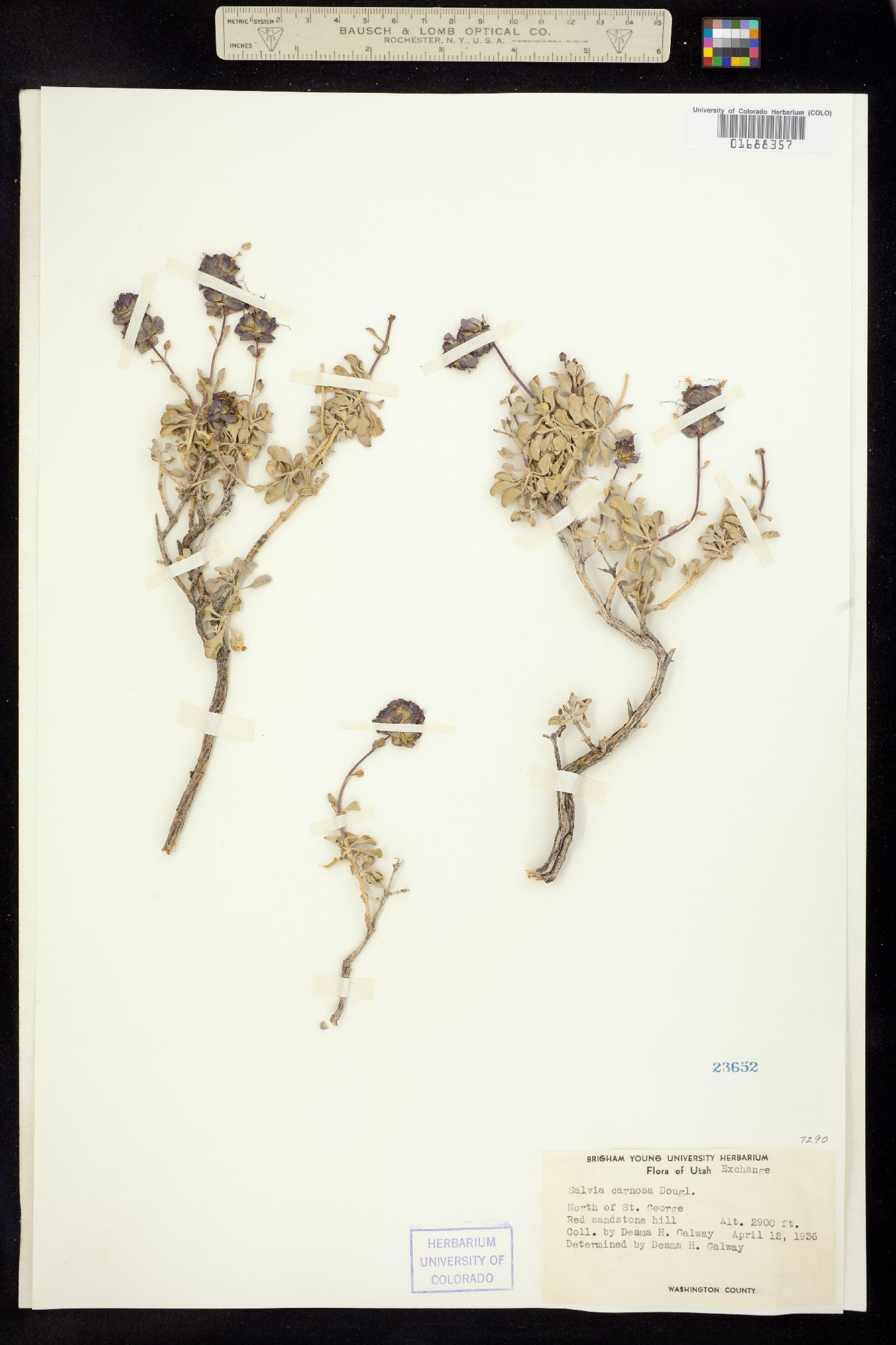 Salvia dorrii image