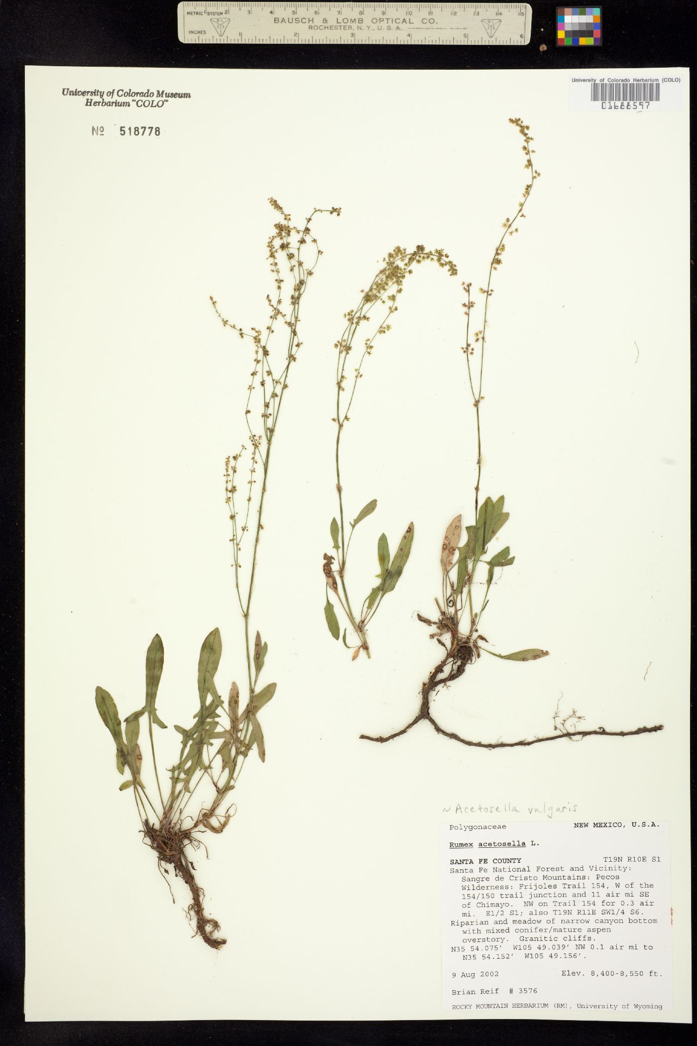 Rumex acetosella image