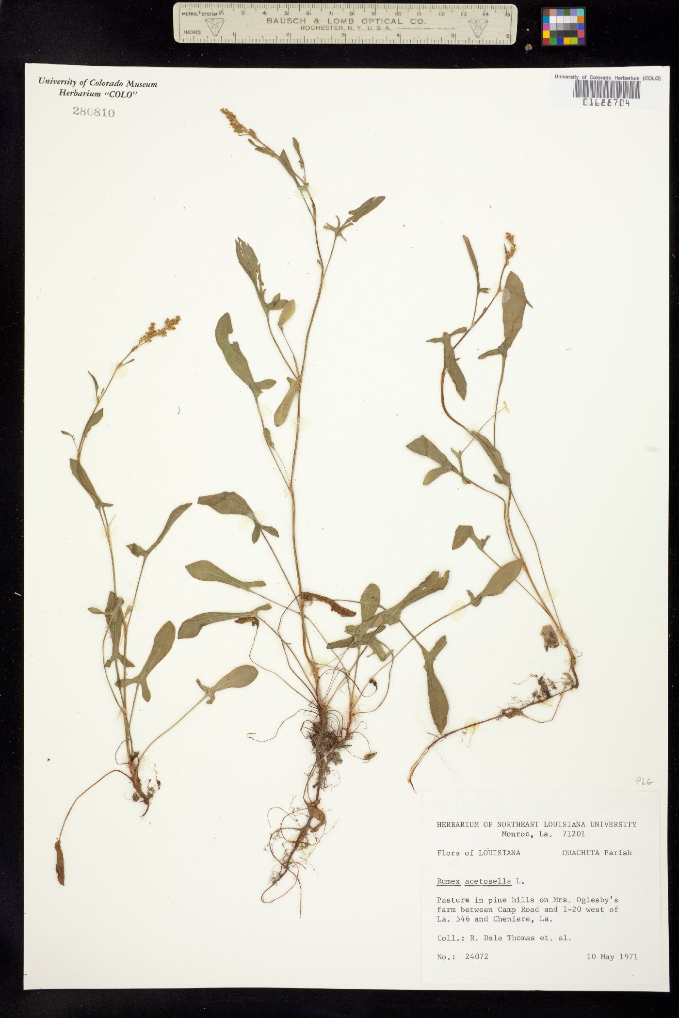 Rumex acetosella image