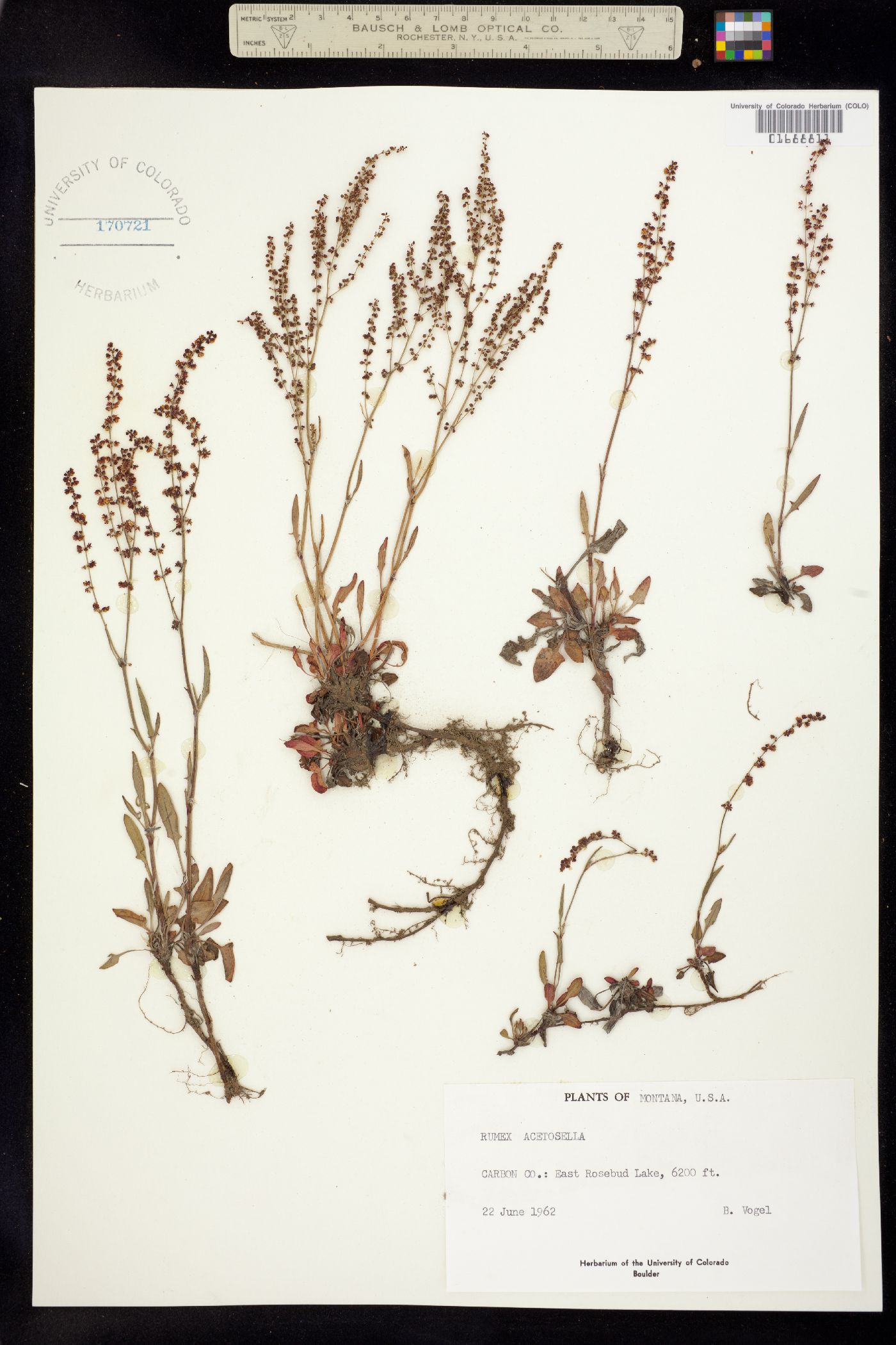 Rumex acetosella image