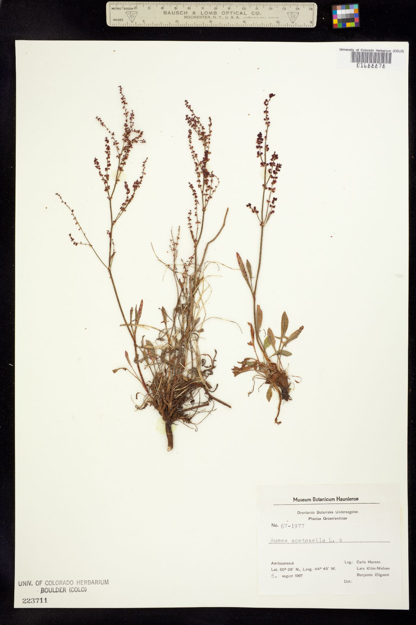 Rumex image