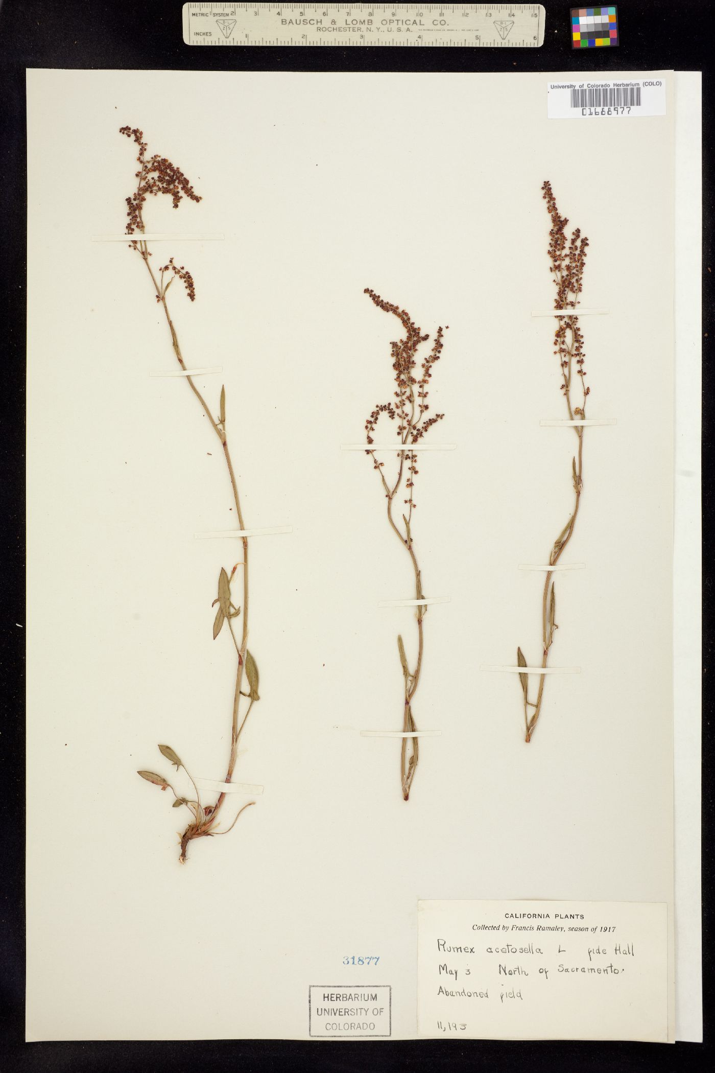 Rumex acetosella image