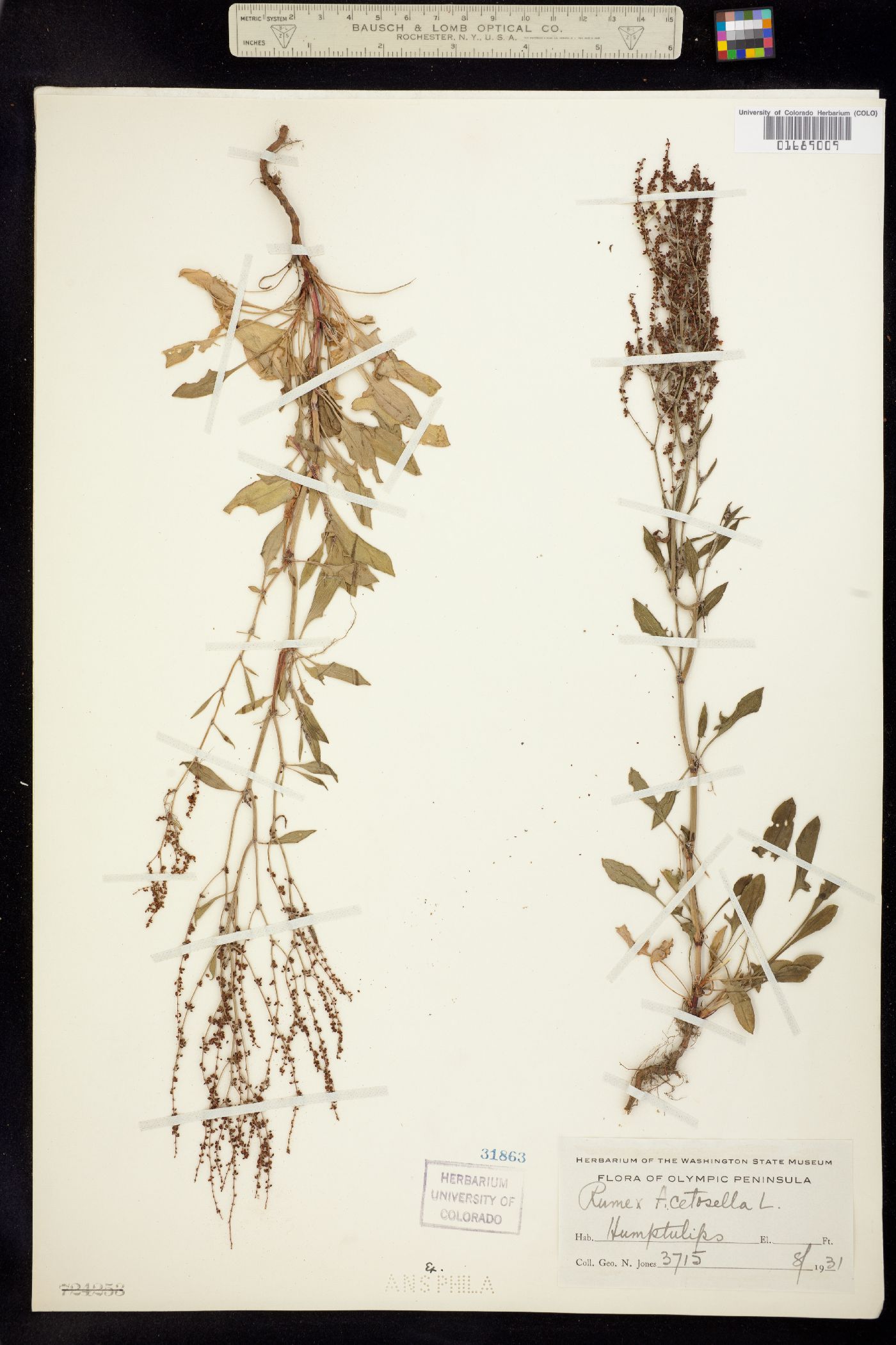 Rumex acetosella image