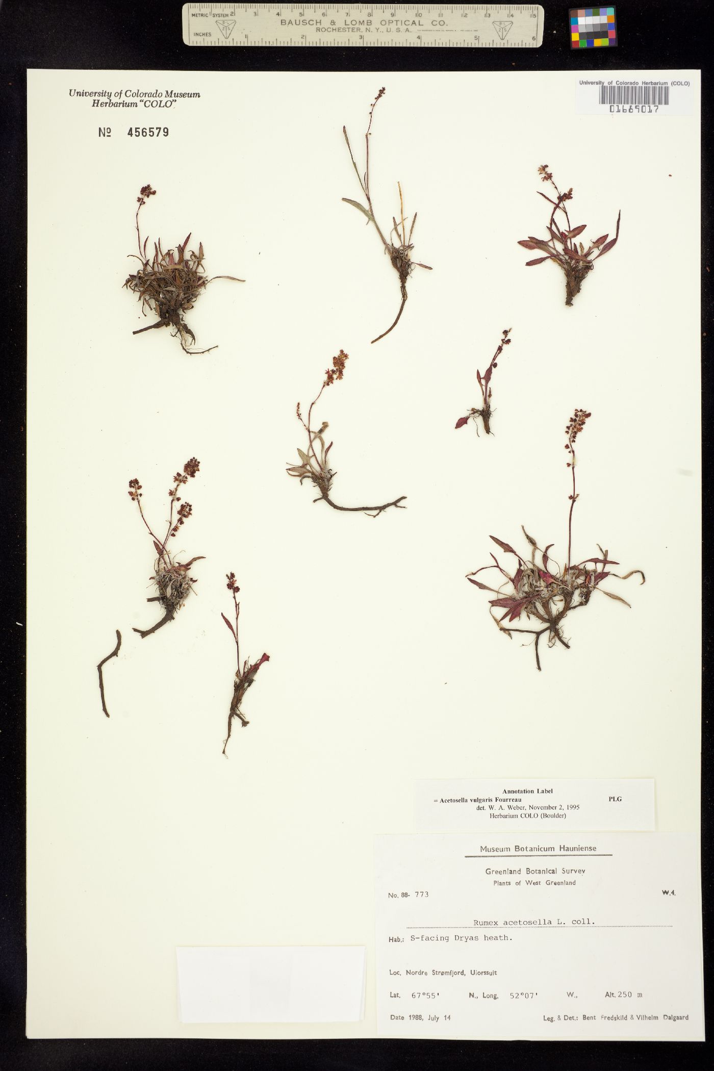 Rumex acetosella image