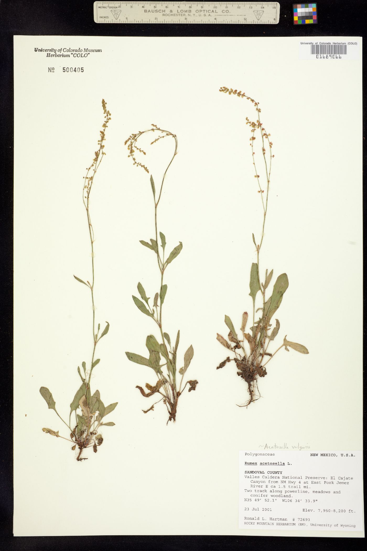 Rumex acetosella image