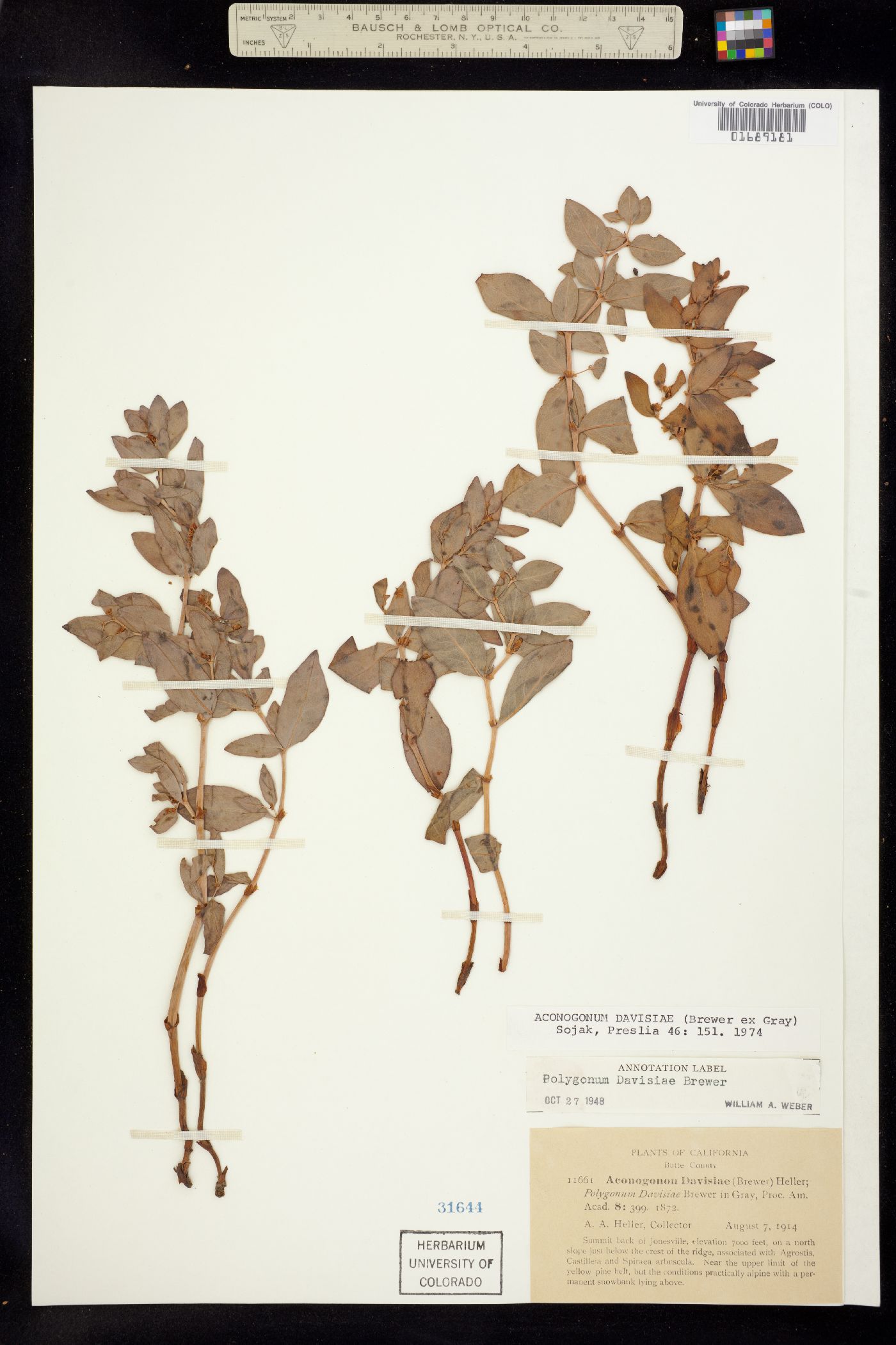 Aconogonum davisiae image