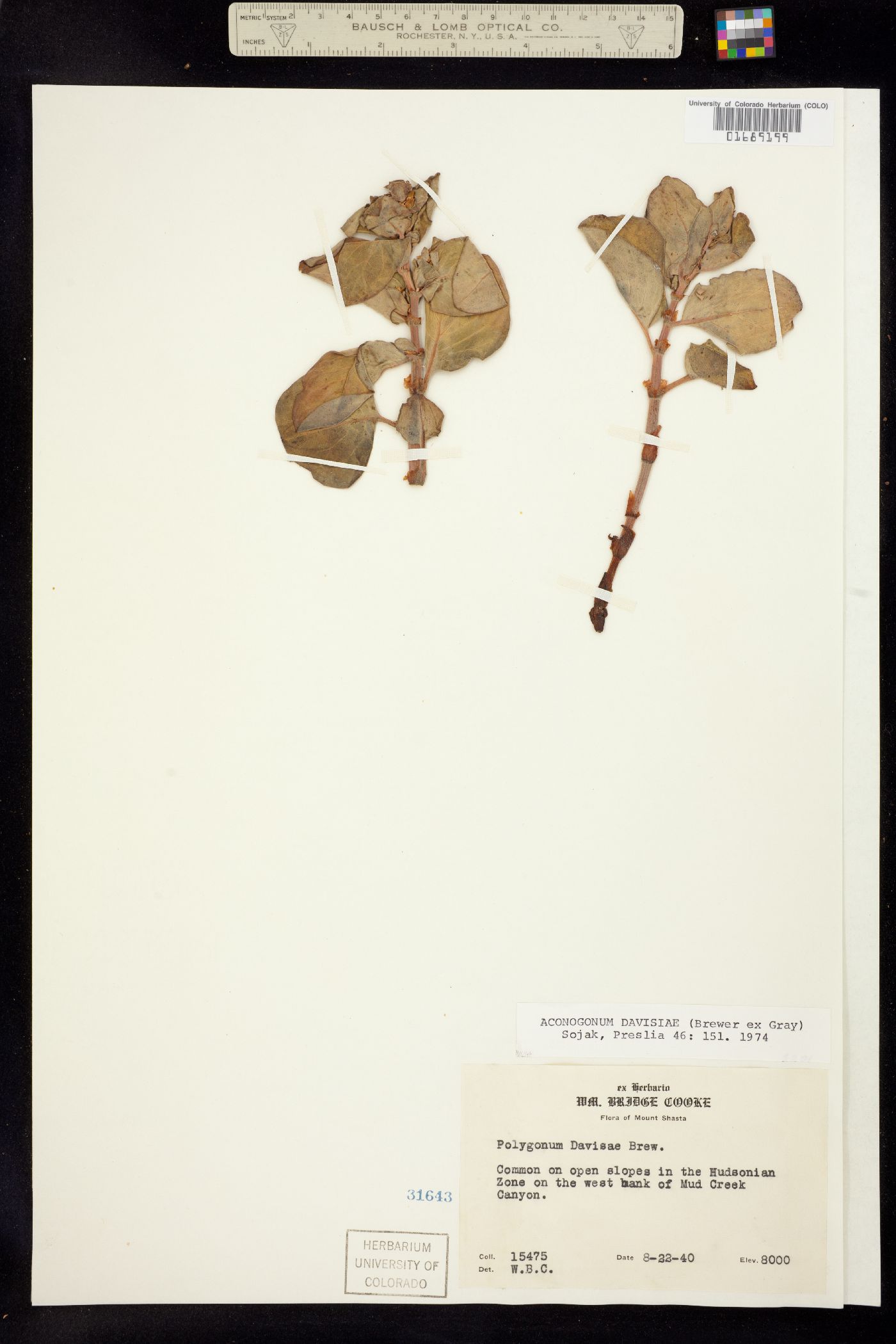 Aconogonum davisiae image
