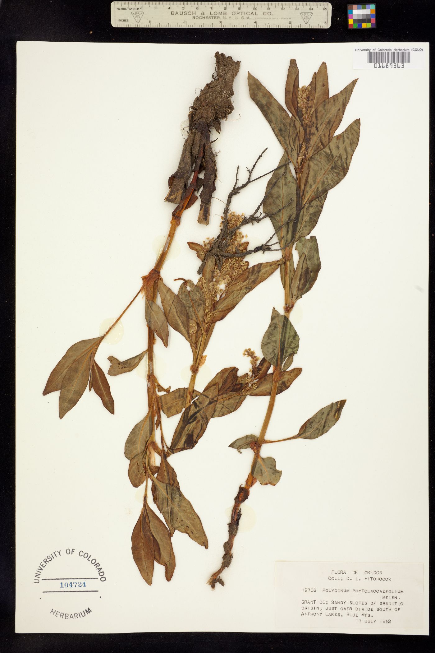 Aconogonon phytolaccifolium image