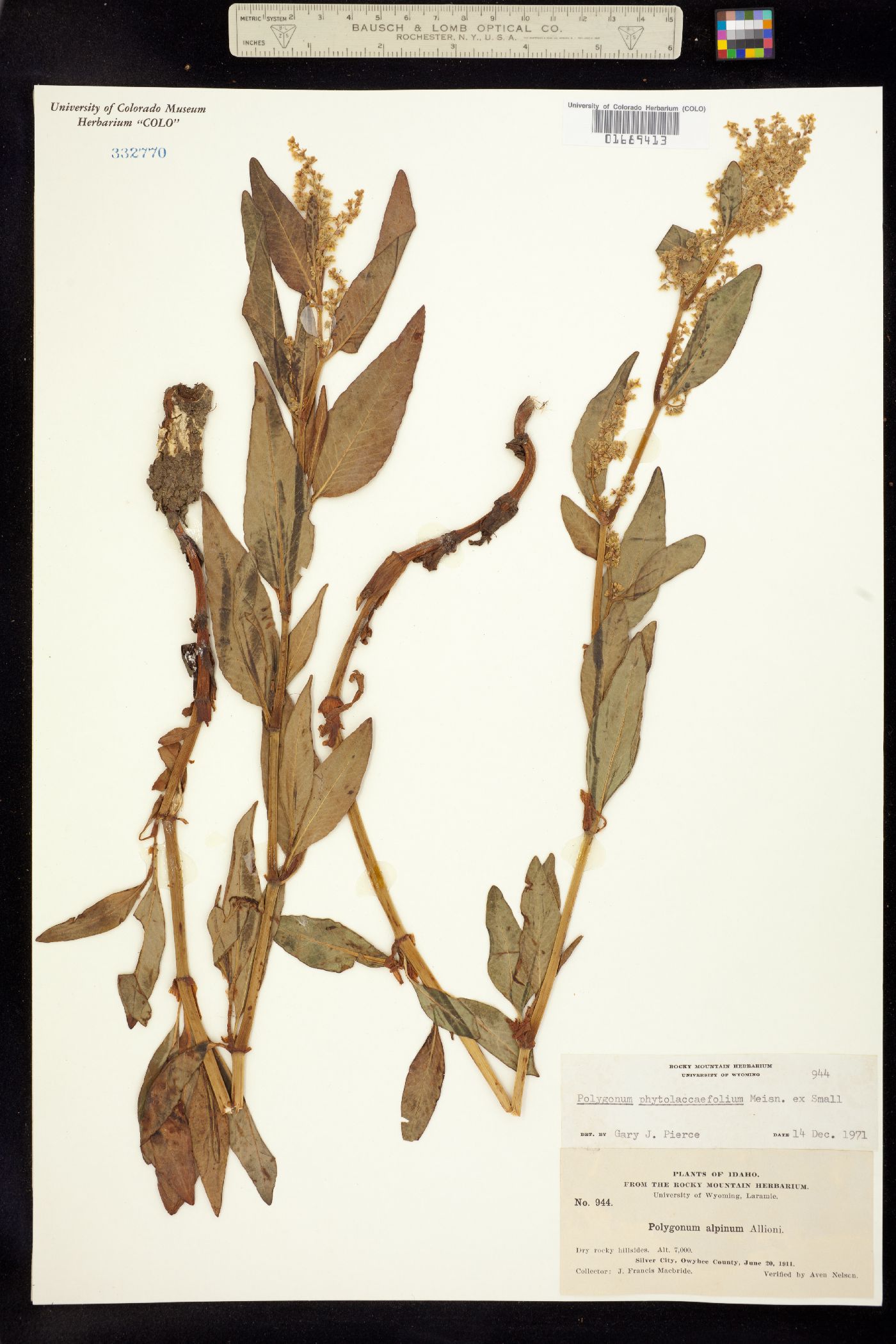 Aconogonon phytolaccifolium image