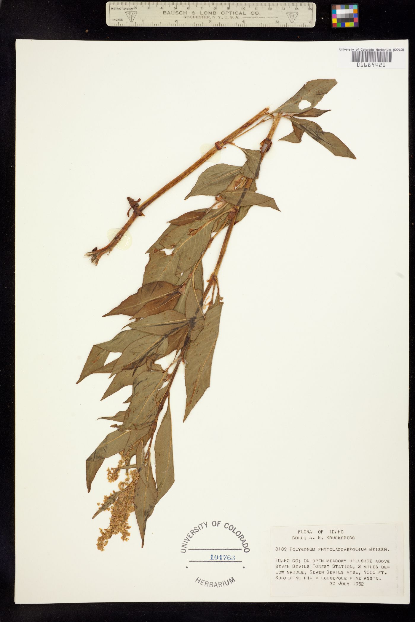 Aconogonon phytolaccifolium image