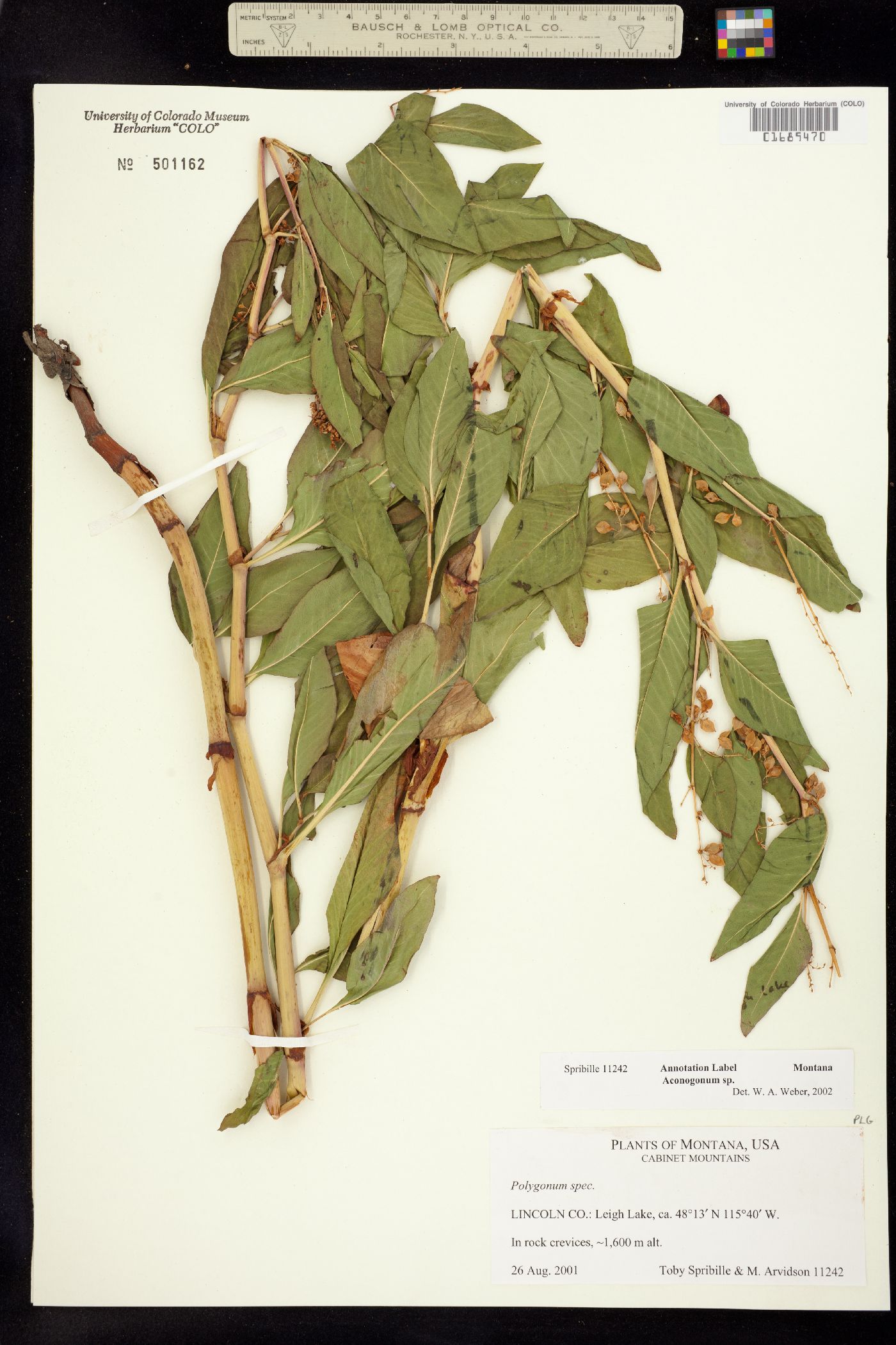 Aconogonum image
