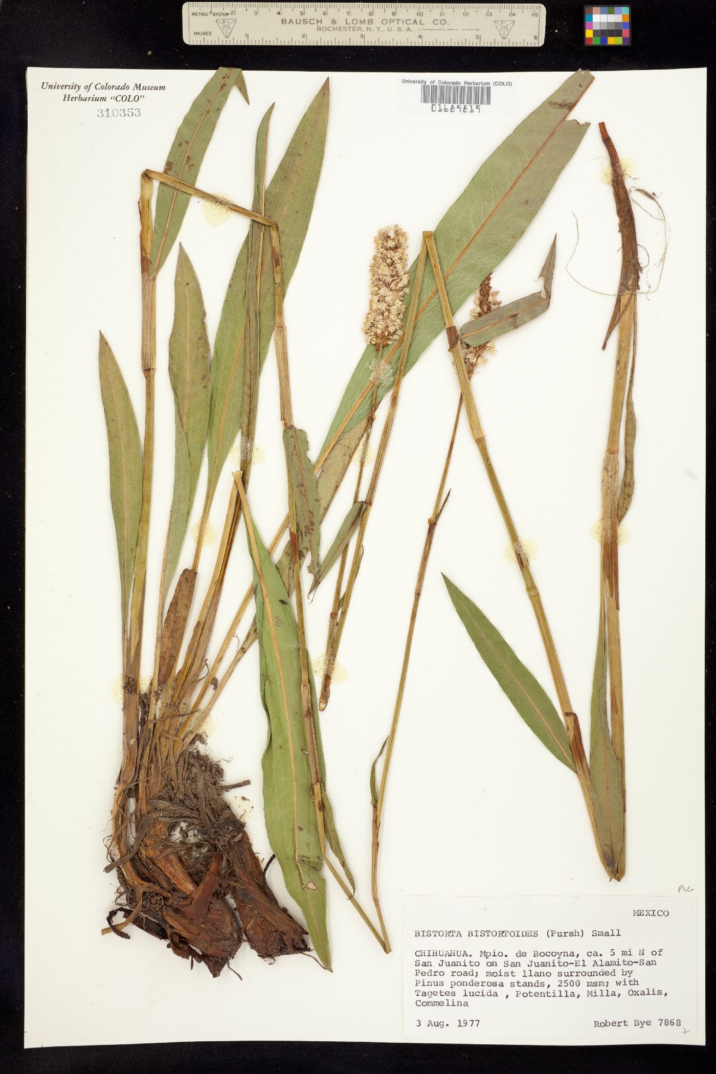 Bistorta image