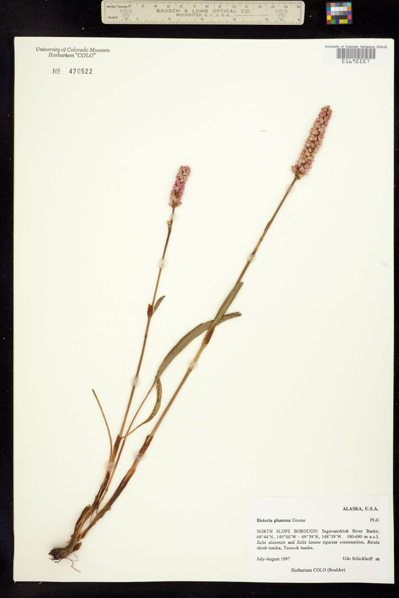 Bistorta plumosa image
