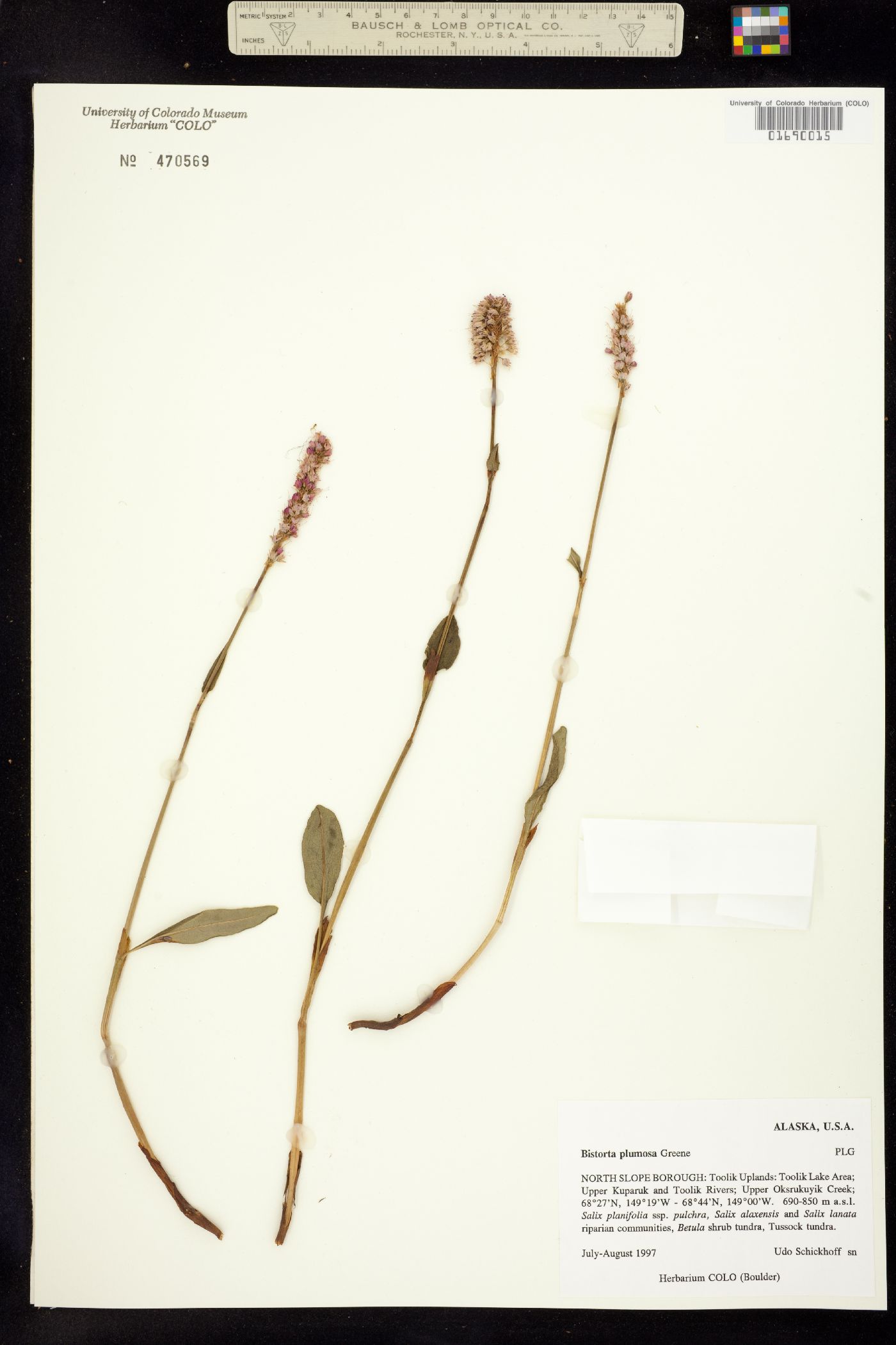 Bistorta plumosa image